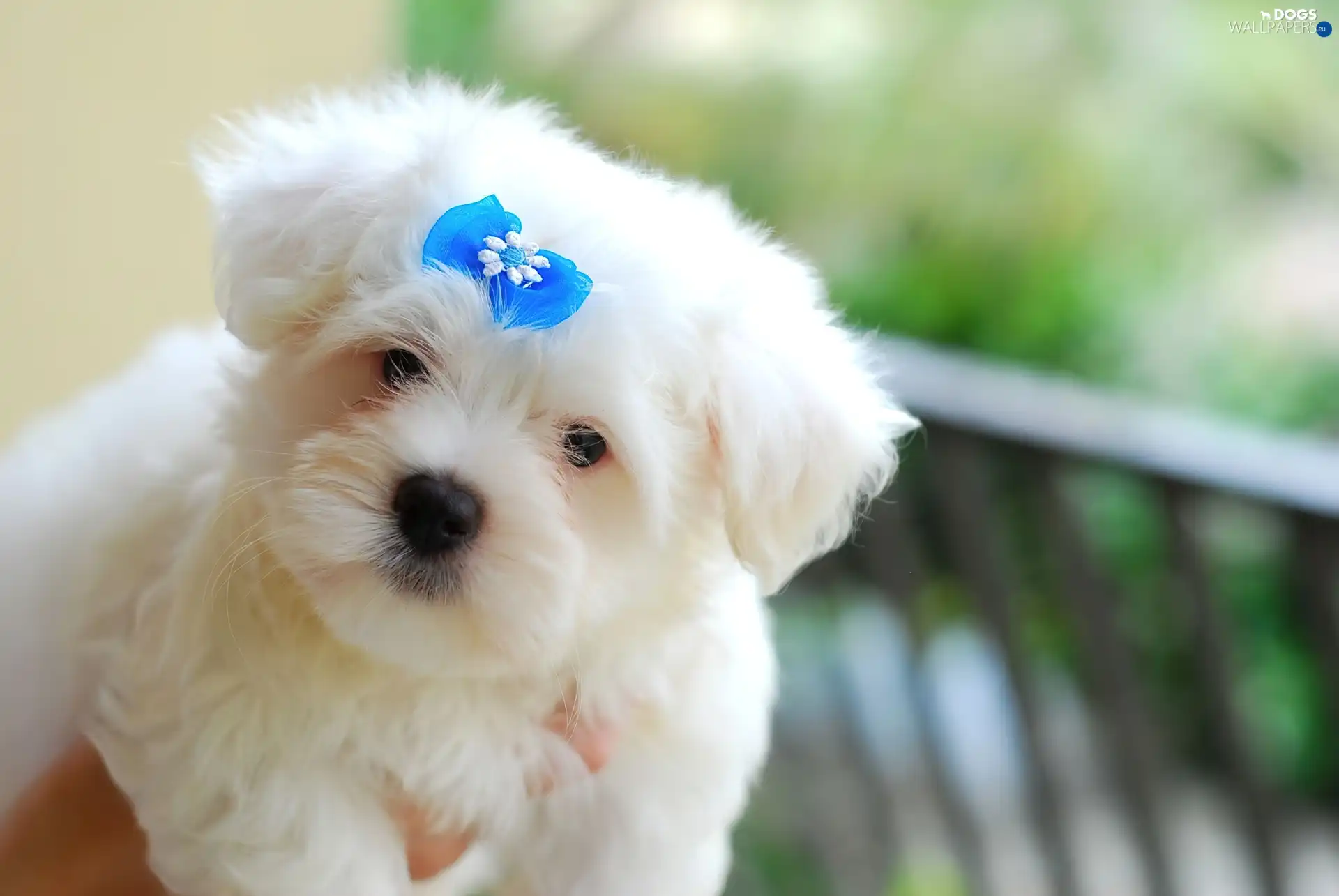 Loop, Blue, Maltese, Maltese