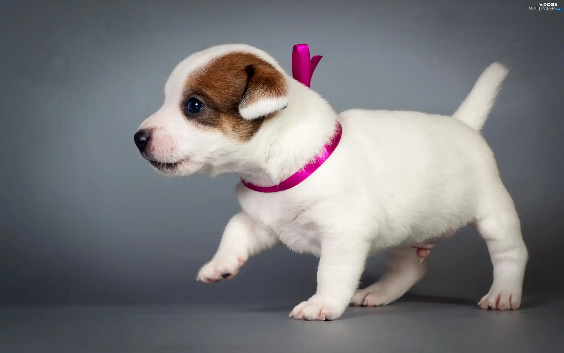puppie, Loop, White