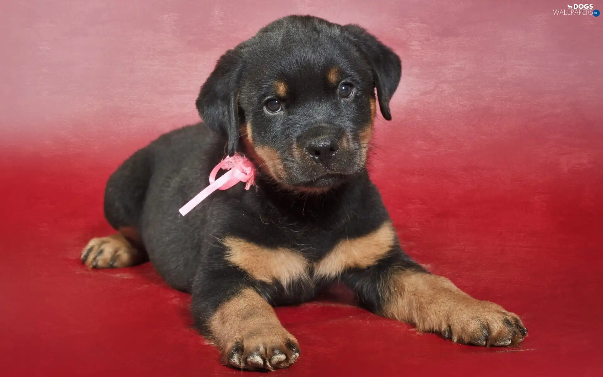 Loop, Puppy