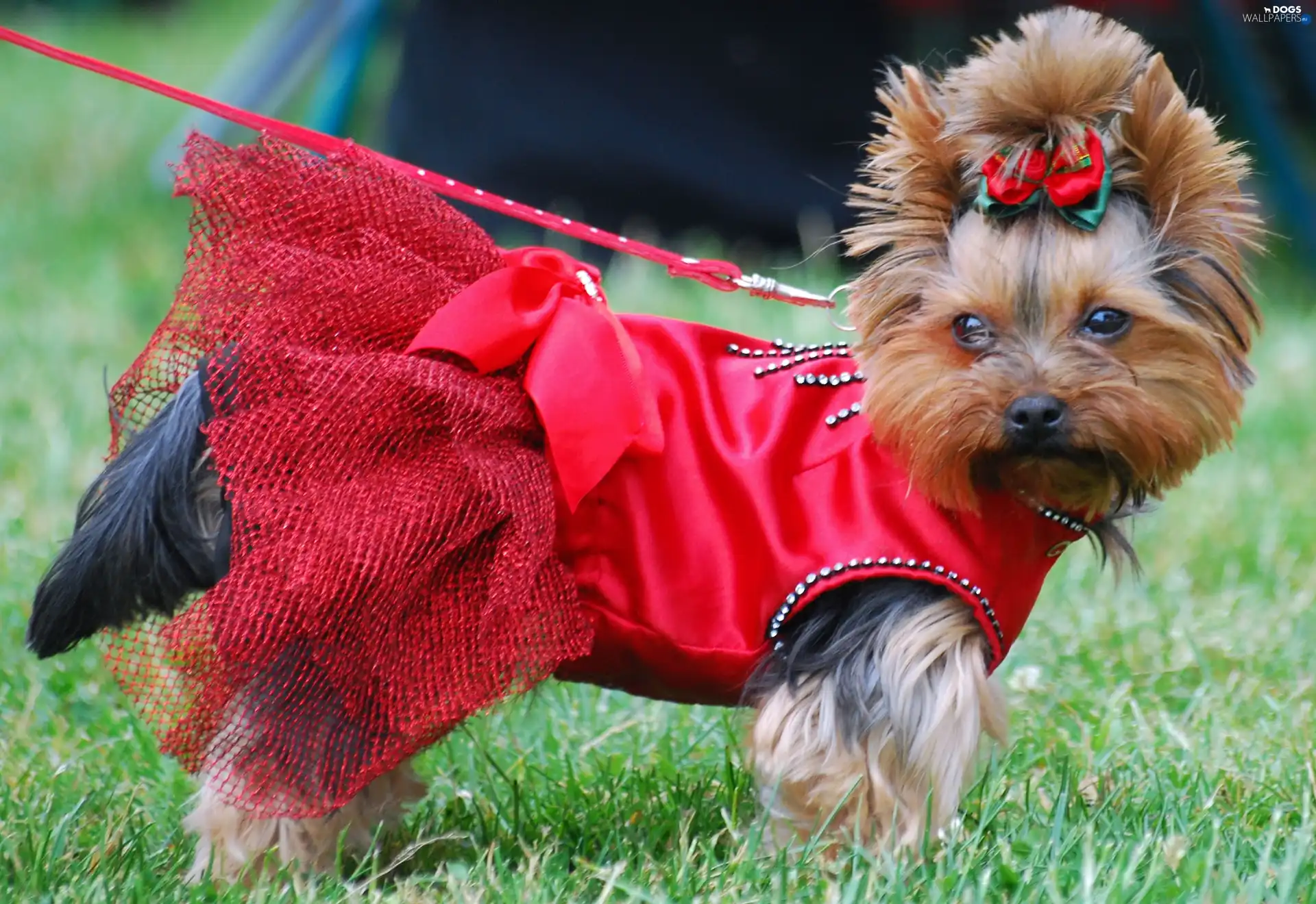 Loop, dress, Yorkshire Terrier, red hot