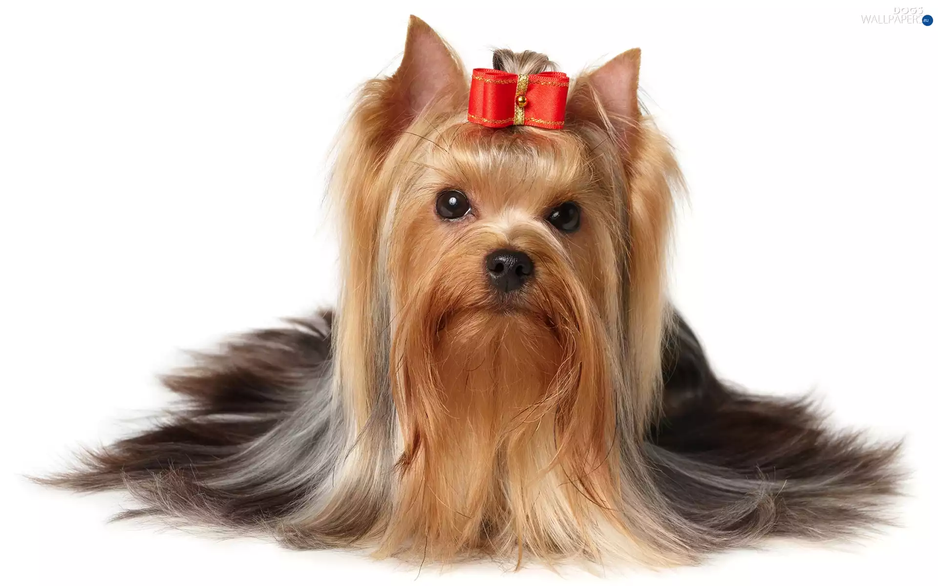 Loop, Yorkshire, Terrier