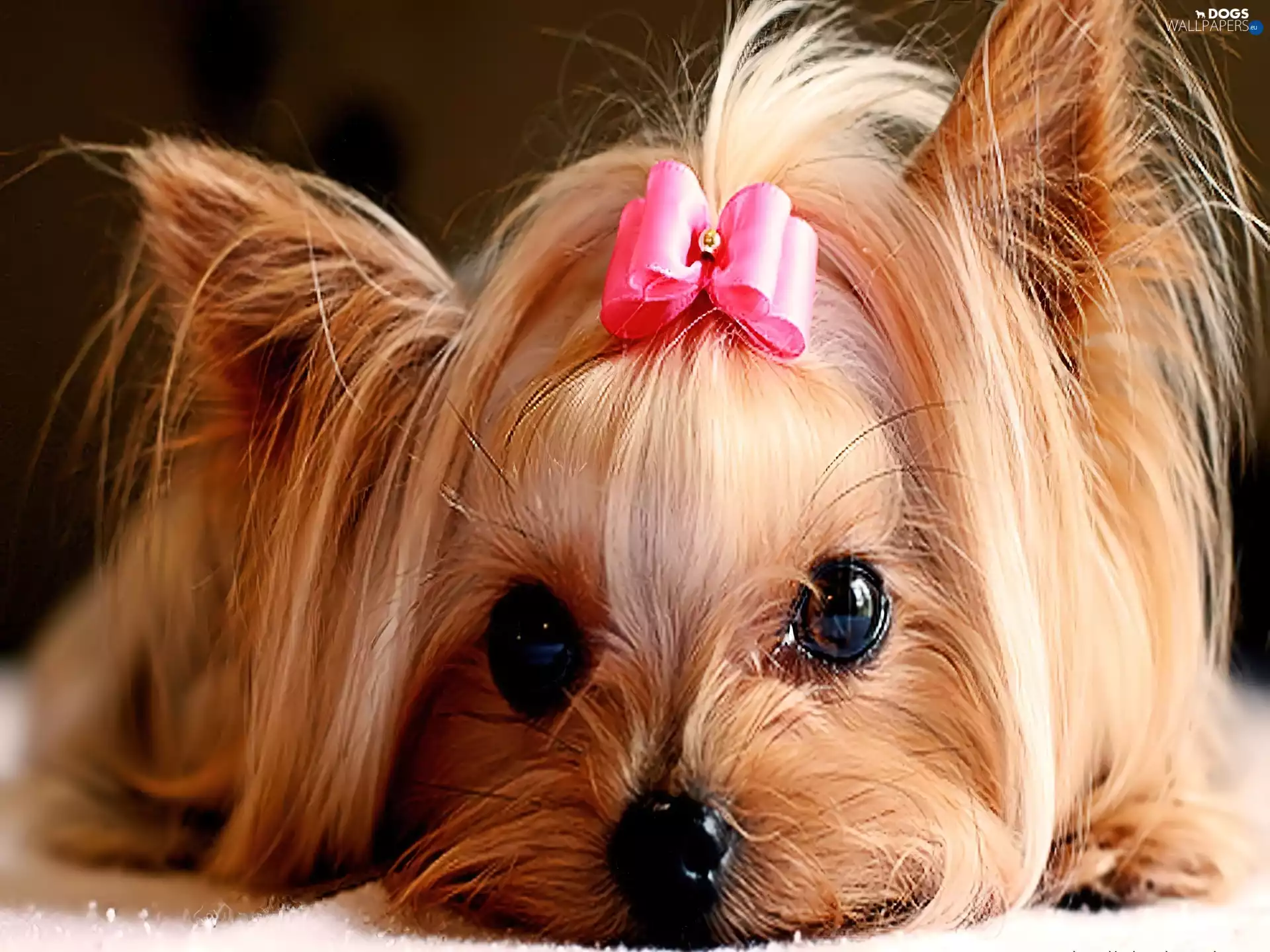 Loop, Yorkshire Terrier