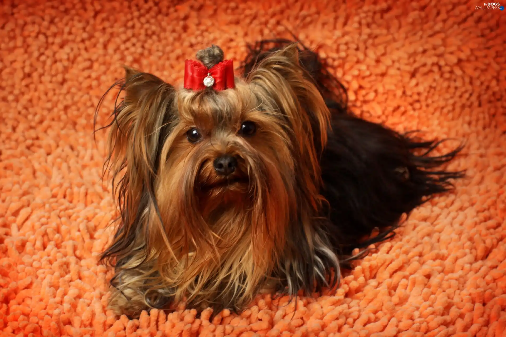 Loop, carpet, Yorkshire Terrier