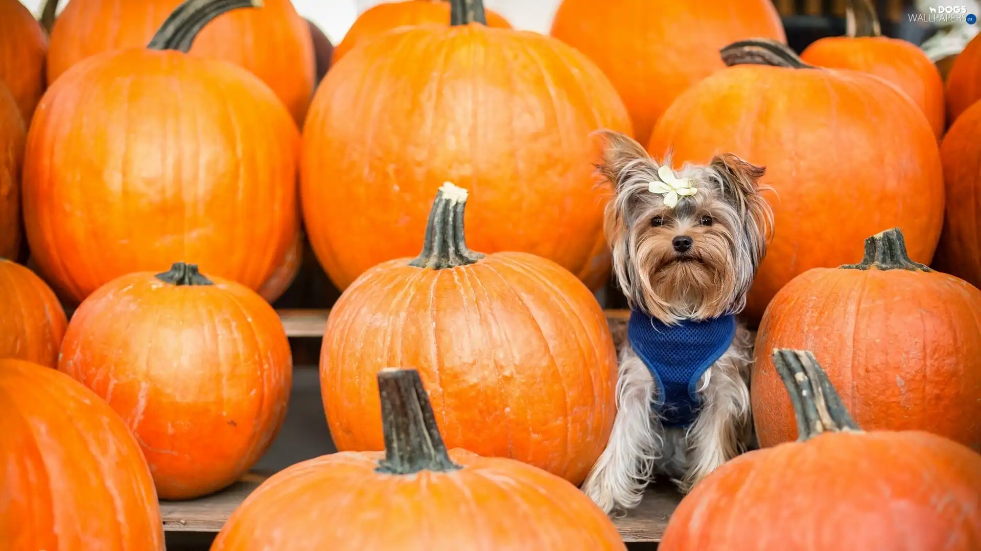 Loop, pumpkin, Yorkshire Terrier