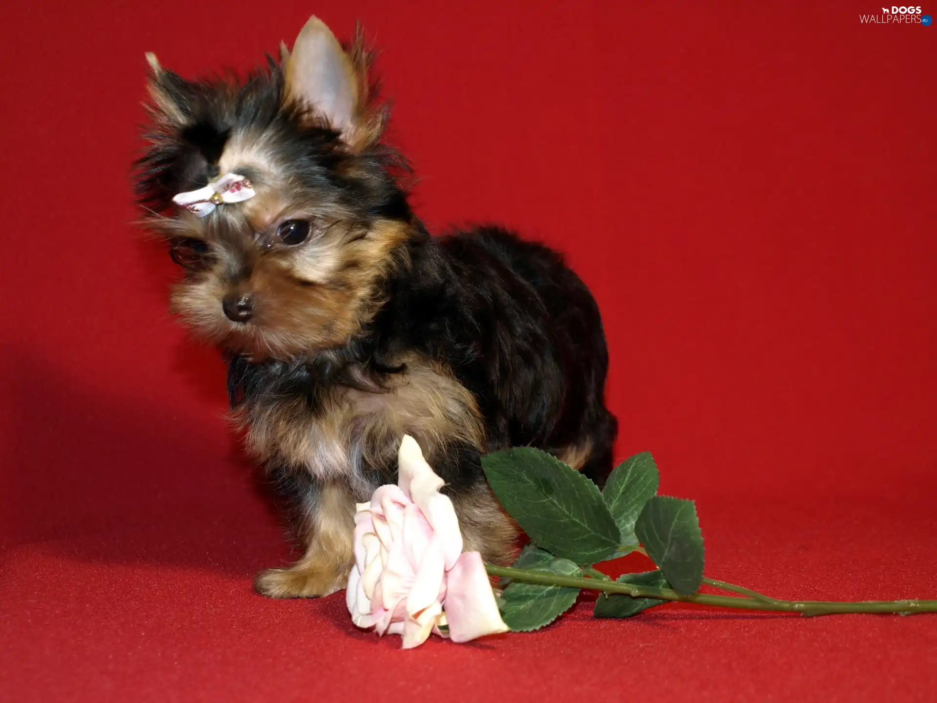 Loop, rose, Yorkshire Terrier