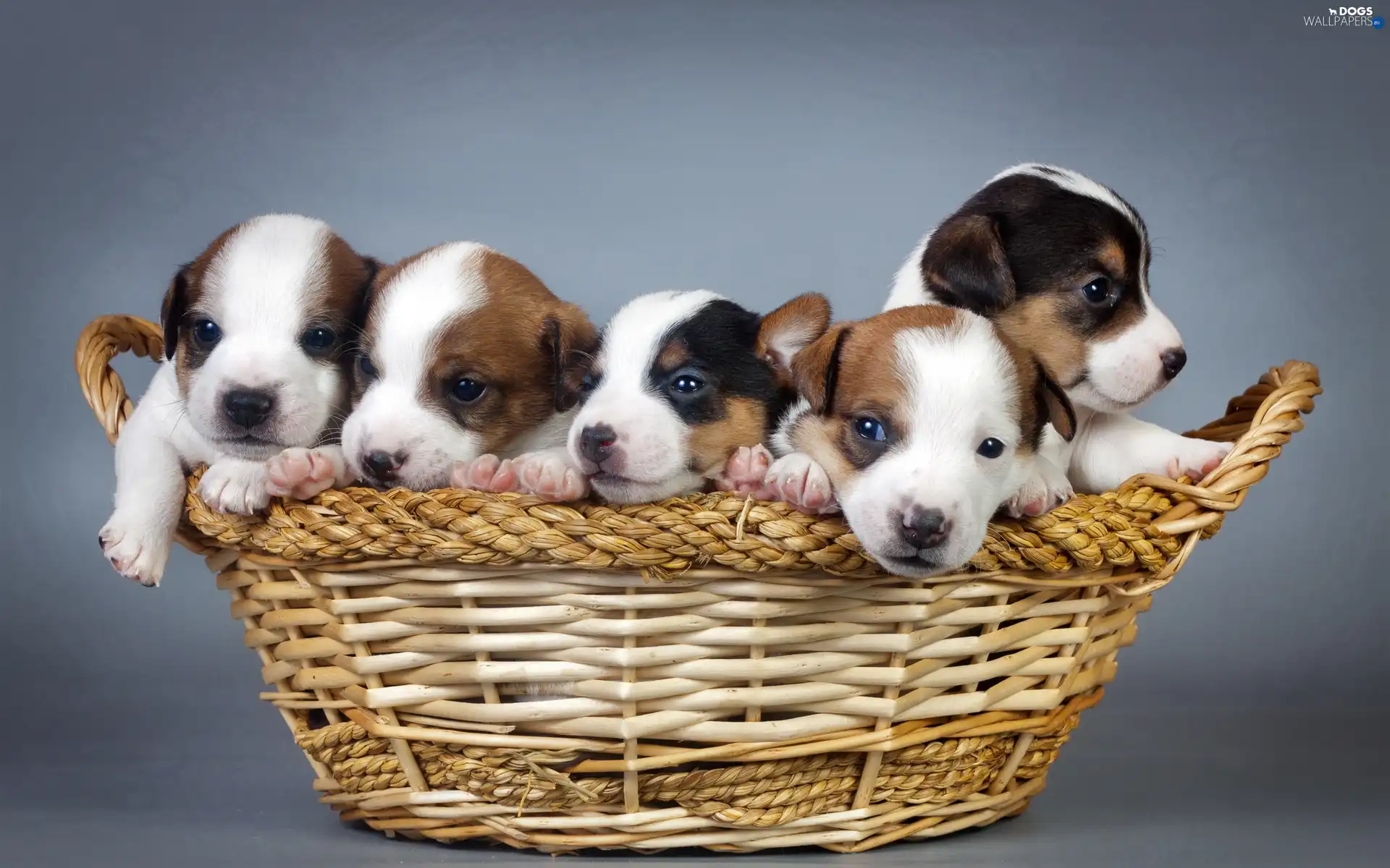 Lovely animals, basket, puppies, basket
