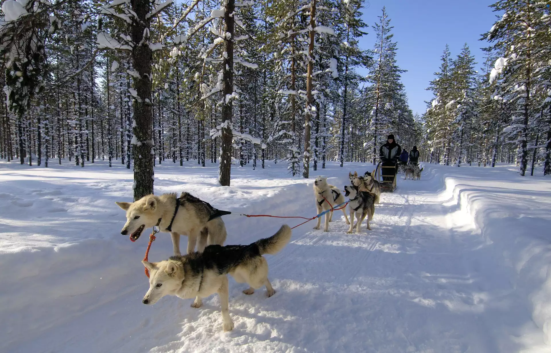 luminosity, Way, ligh, dog, sun, winter, forest, Sledding, shadow, flash