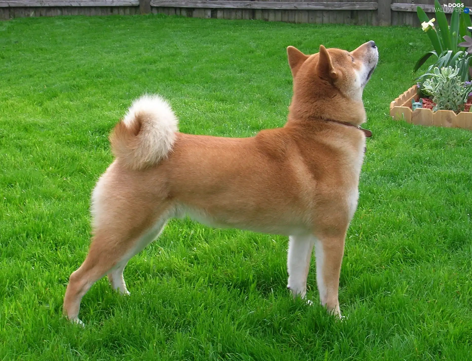 luscious and green, grass, Shiba inu