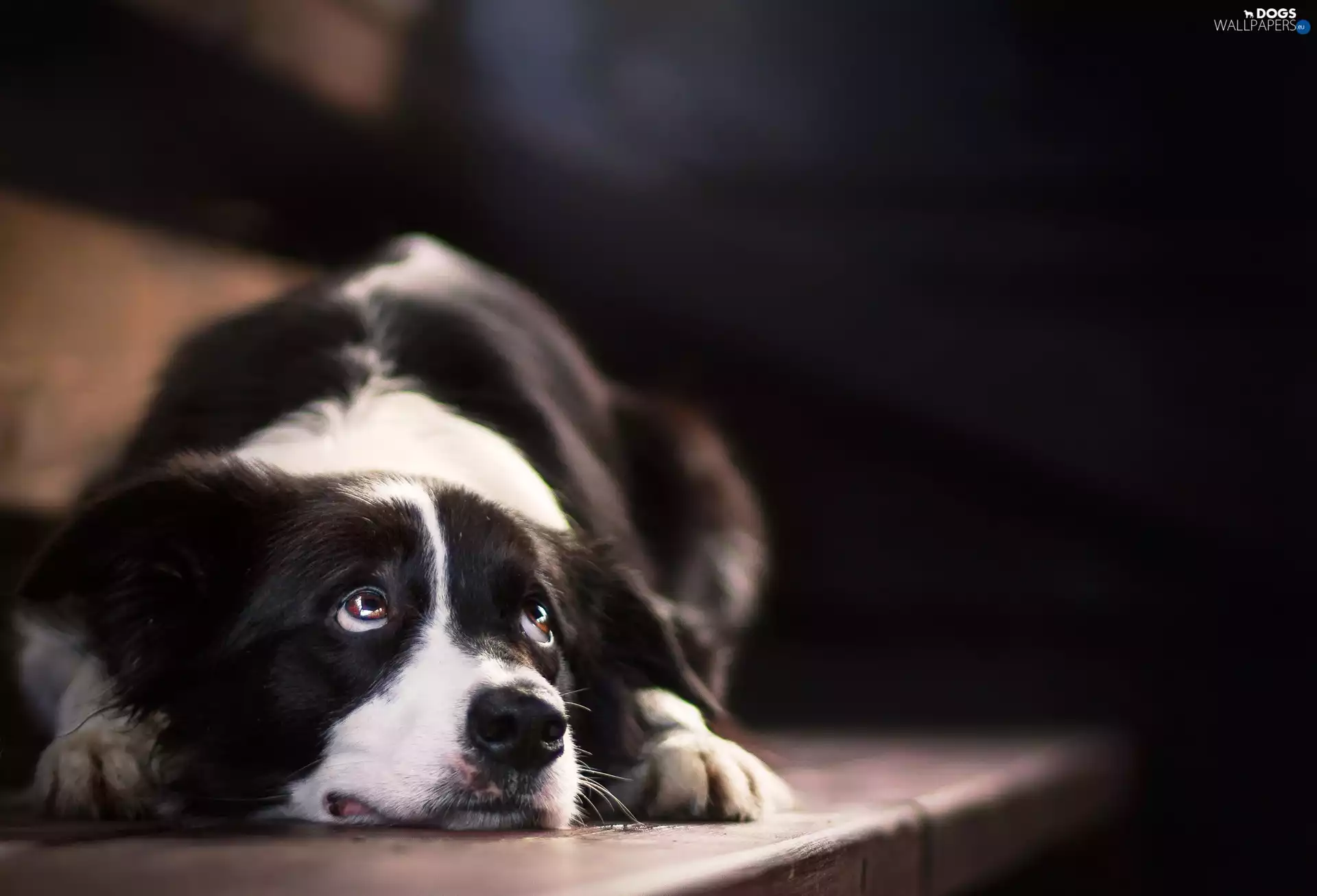 lying, Border Collie