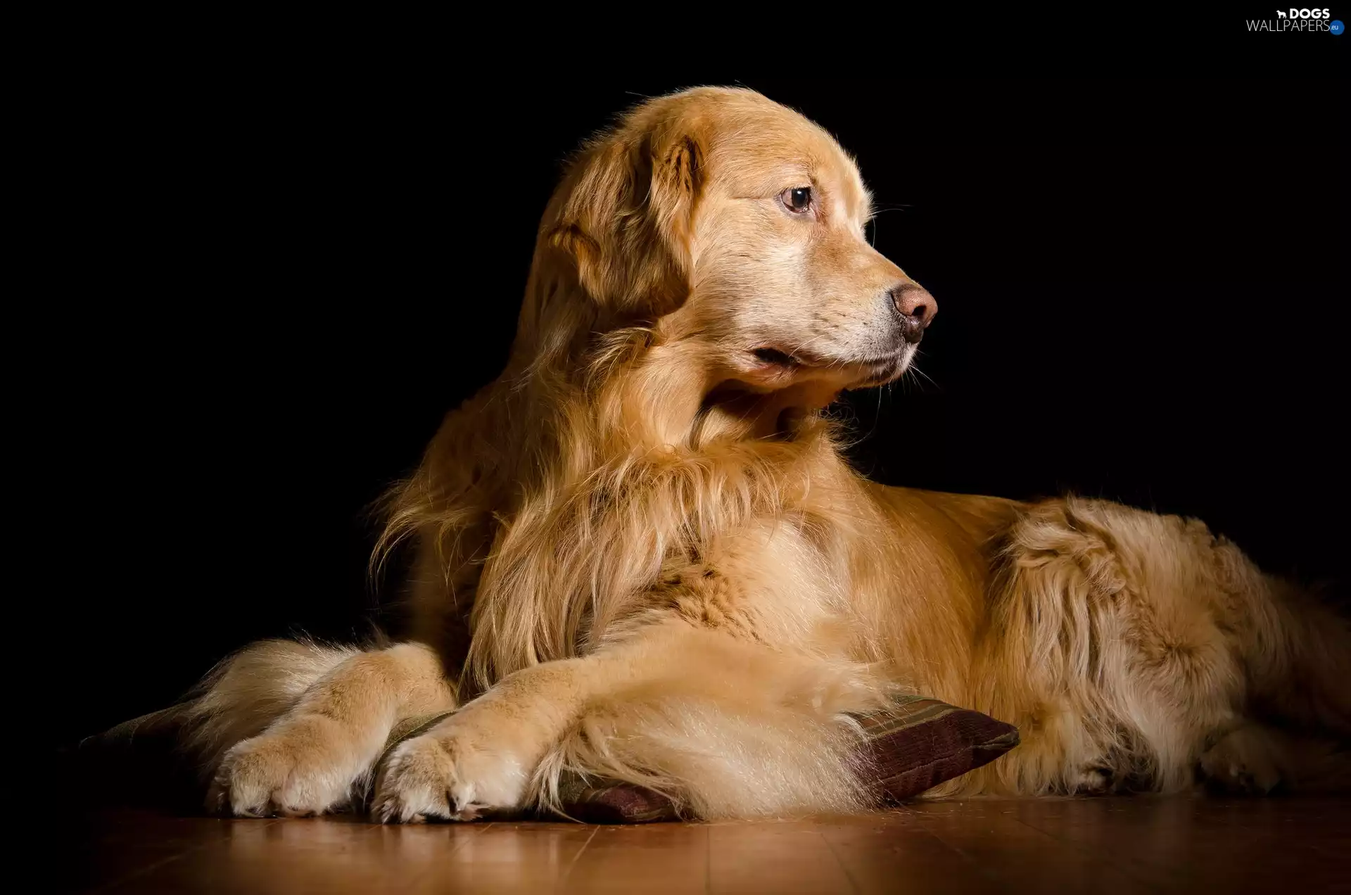 Golden Retriever, dog, lying