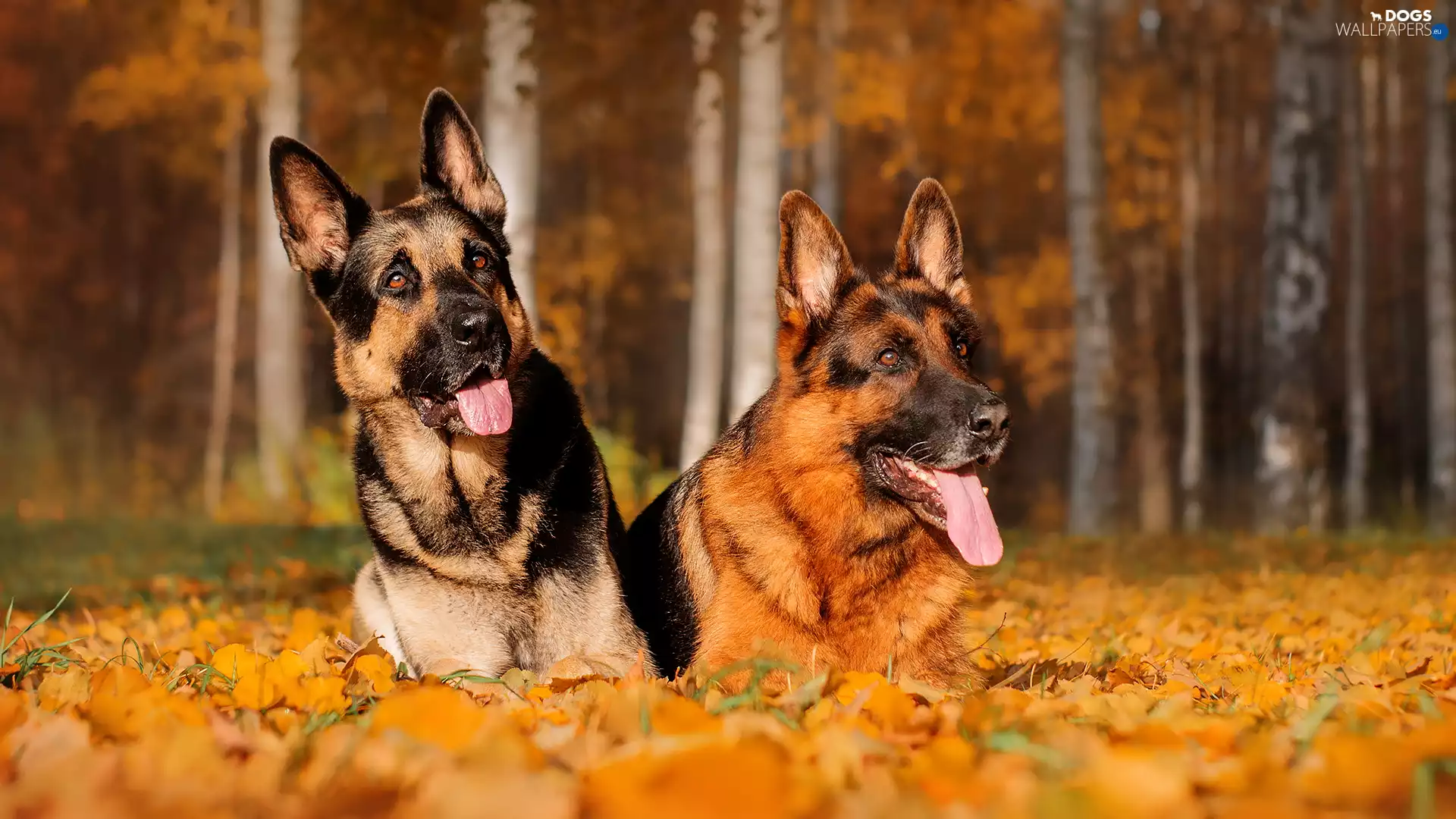 German Shepherds, Leaf, lying, Dogs, Two cars