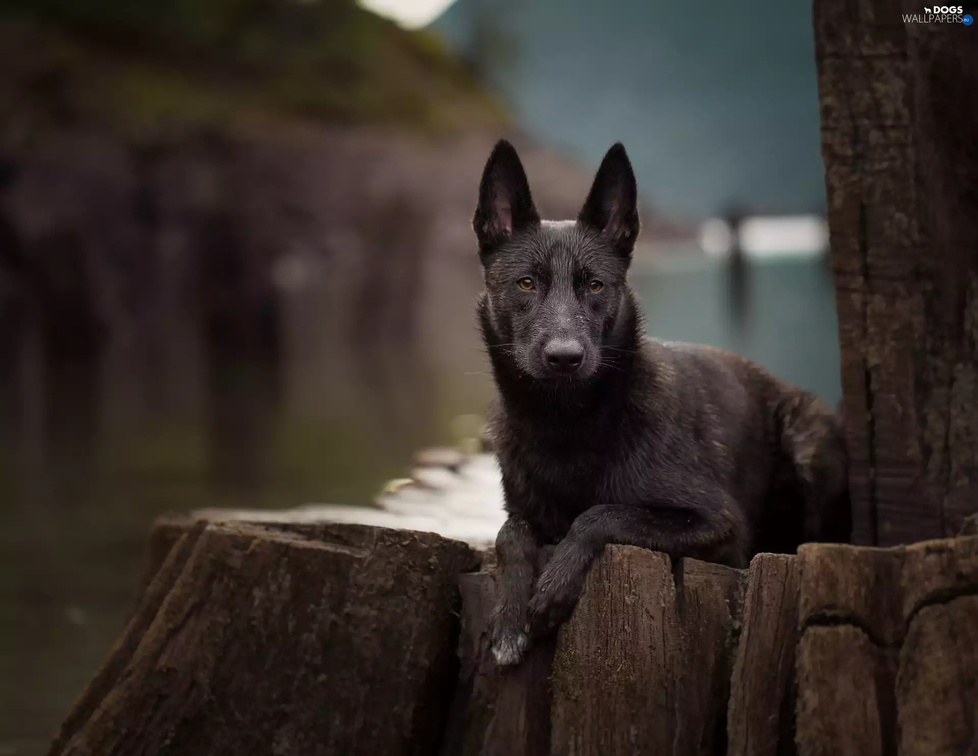lying, Dutch Shepherd