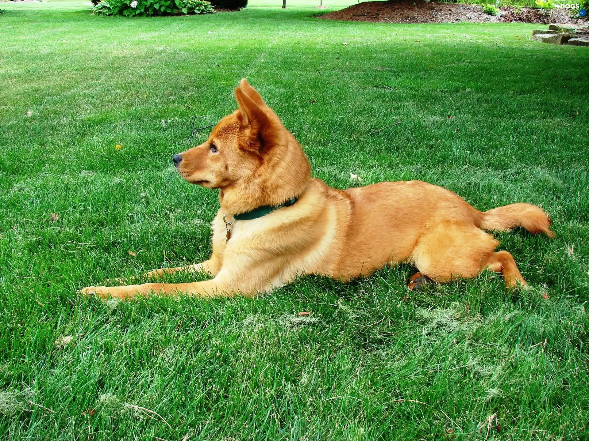 lying, Finnish Spitz, ginger