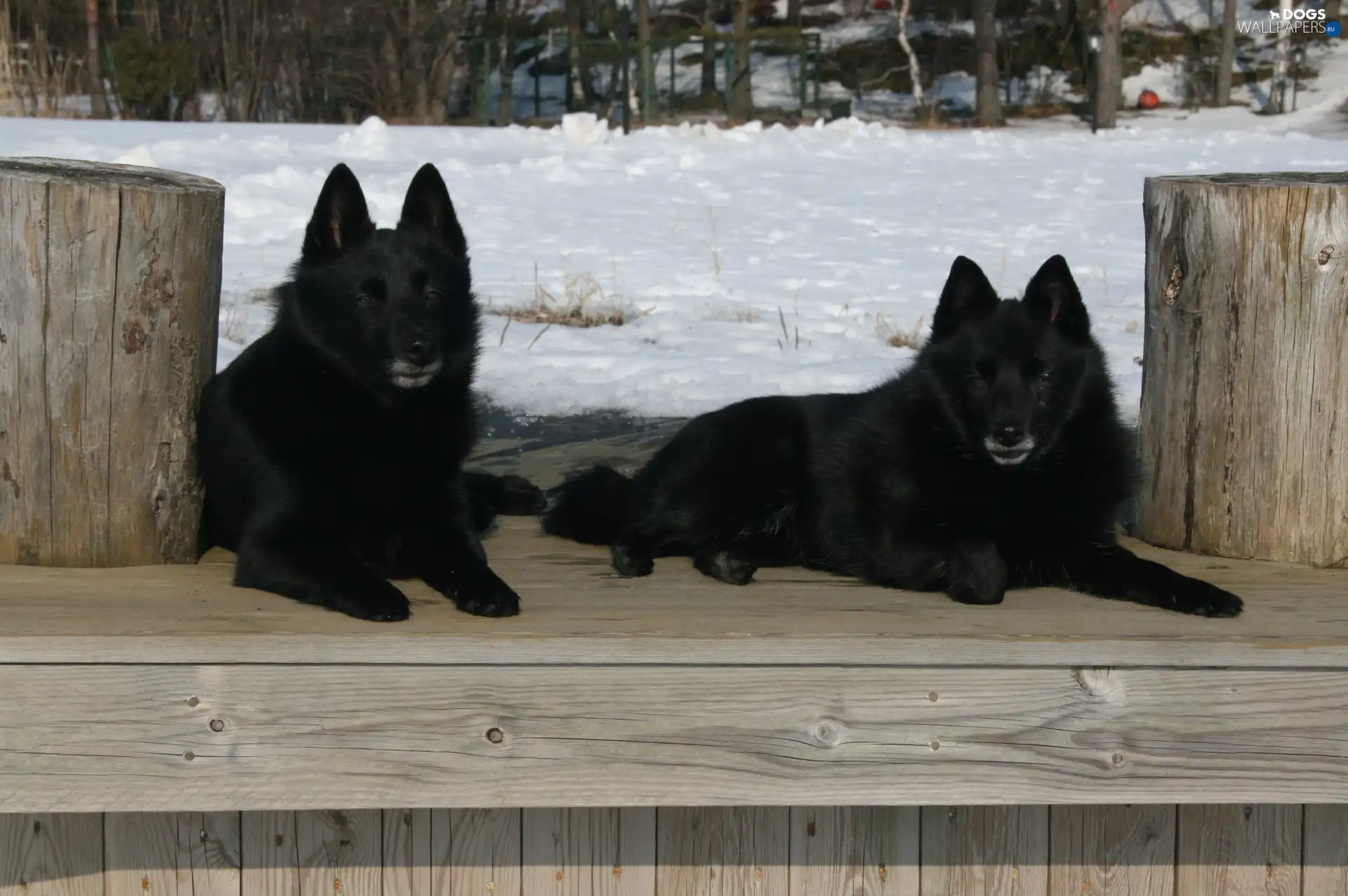 lying, Schipperke, Two cars
