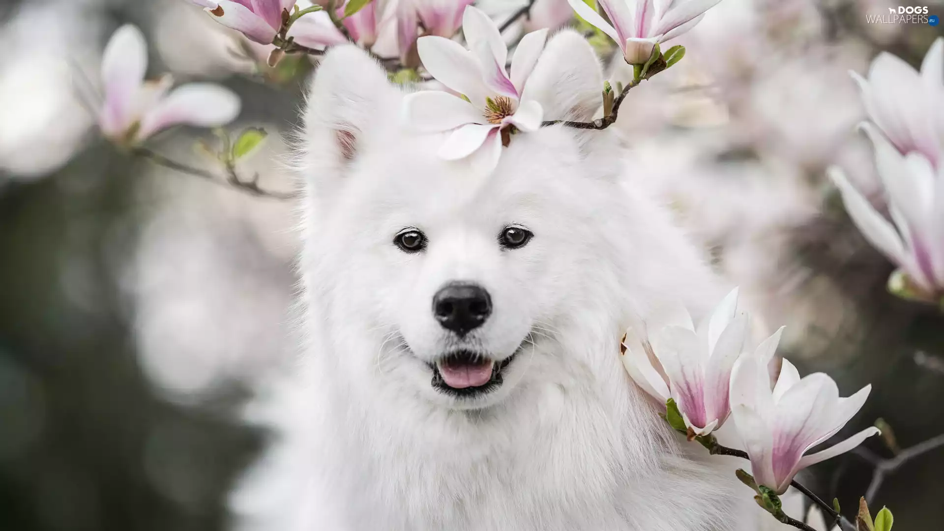 Smile, White, Flowers, Magnolia, Samojed, dog