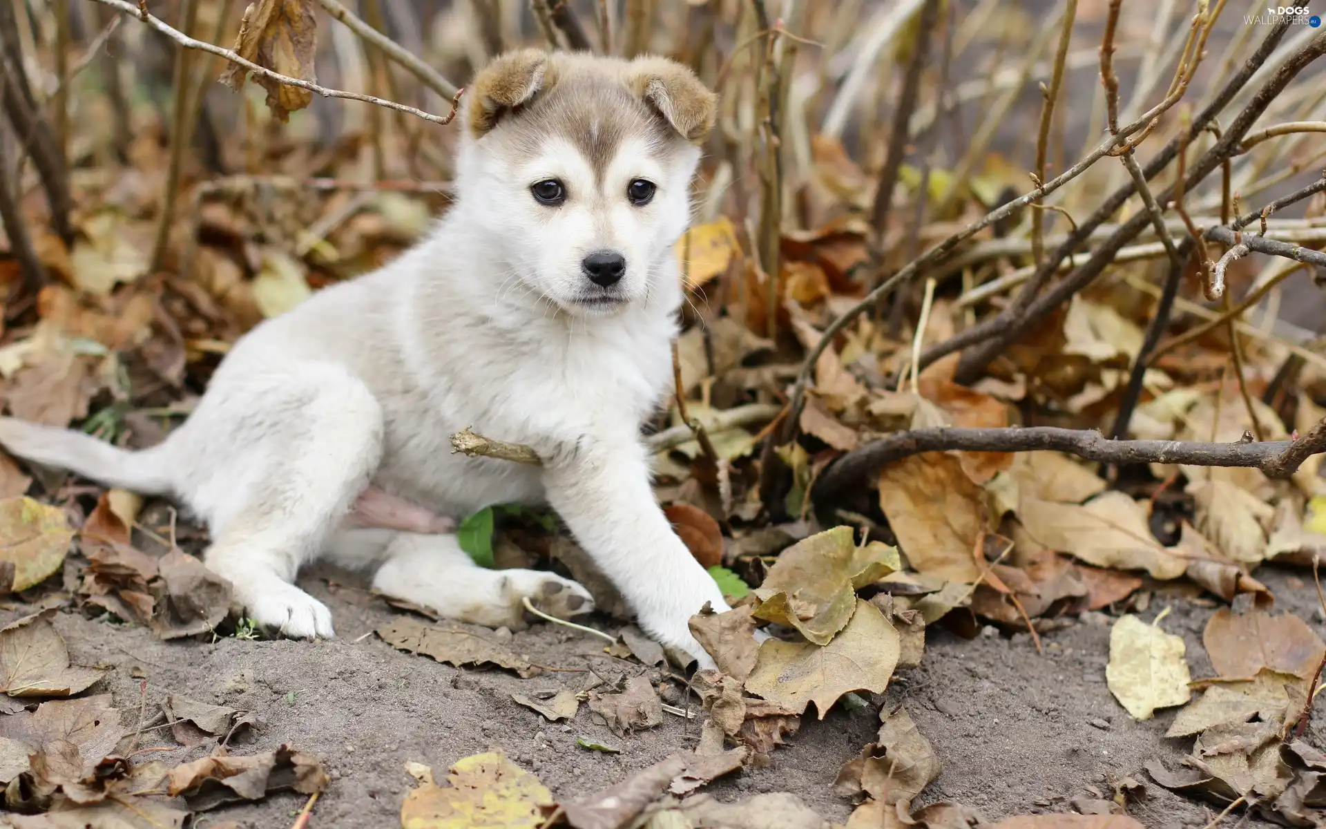 Alaskan Malamute, Puppy