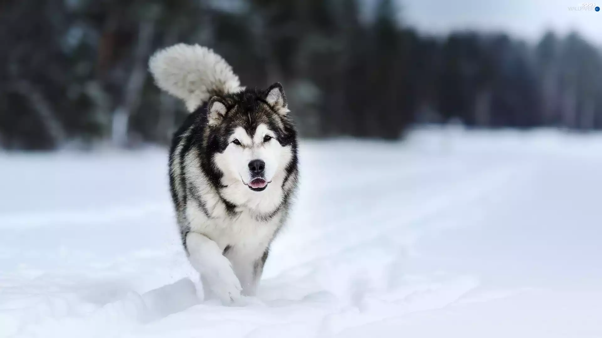 snow, dog, Alaskan Malamute