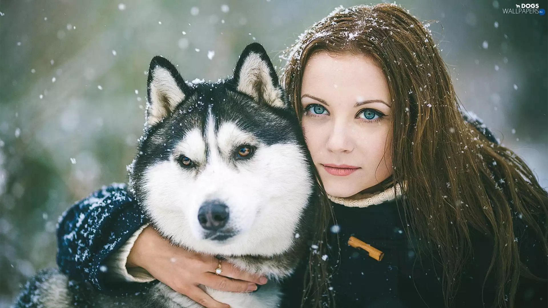 snow, Women, Alaskan Malamute