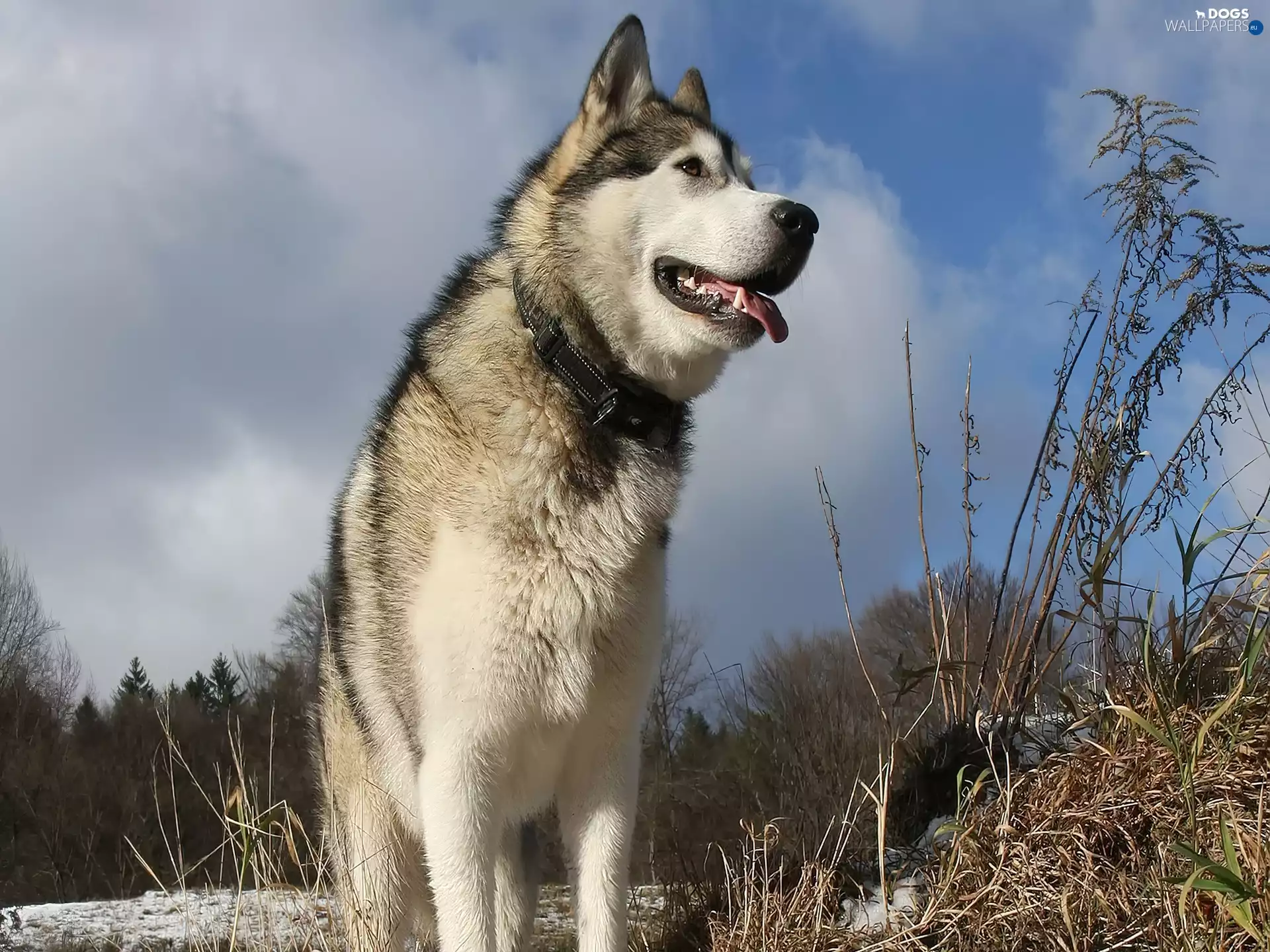 Alaskan Malamute, viewes, grass, trees