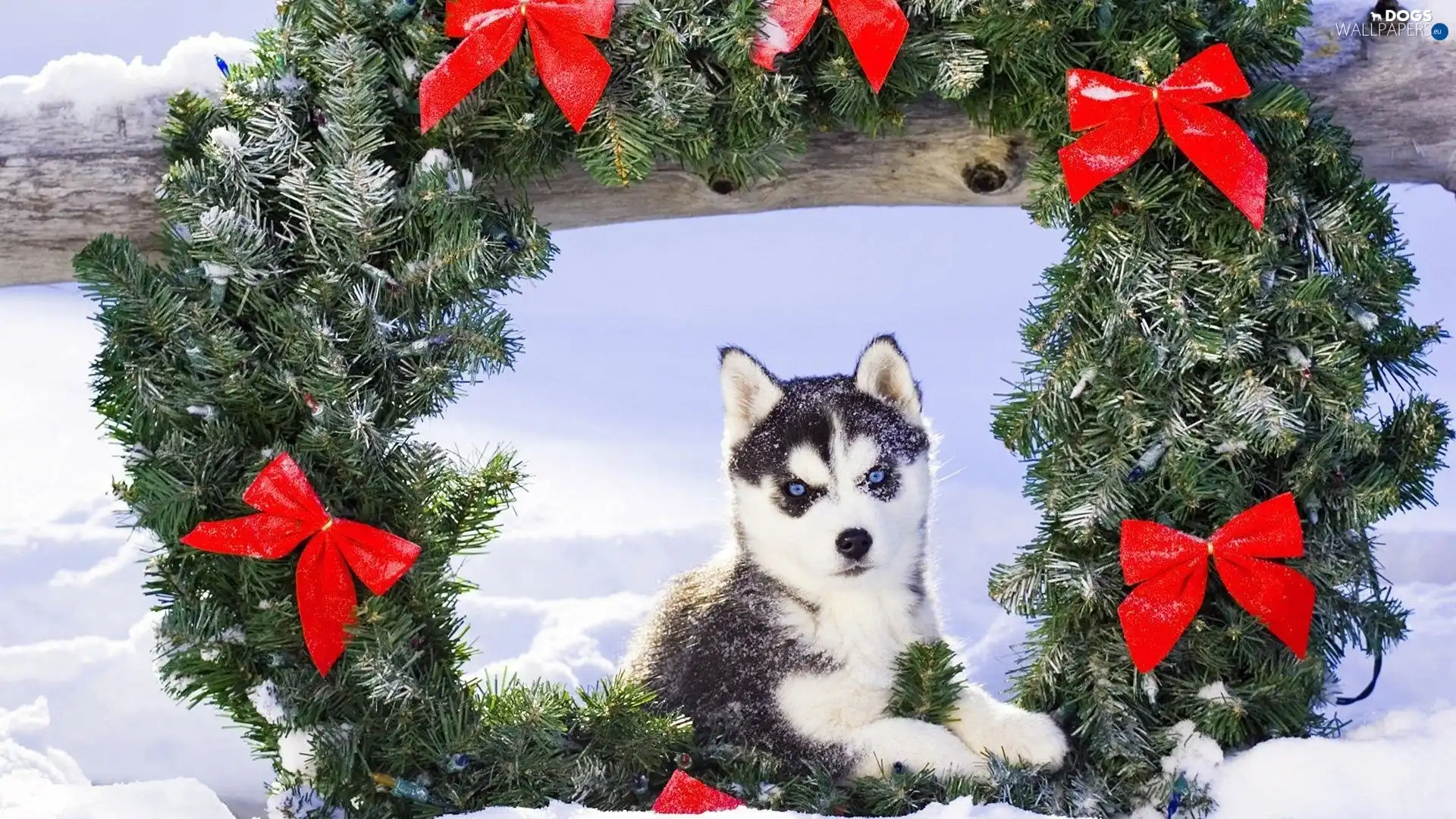Malamute, Alaskan, winter, wreath, young
