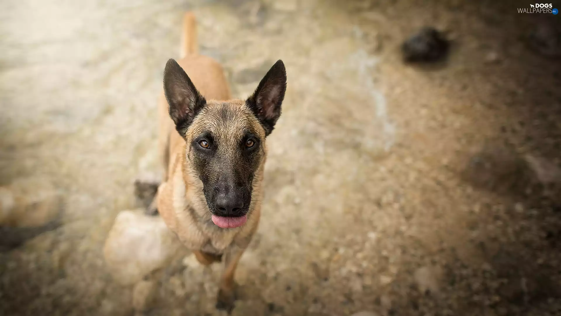 dog, Belgian Shepherd Malinois