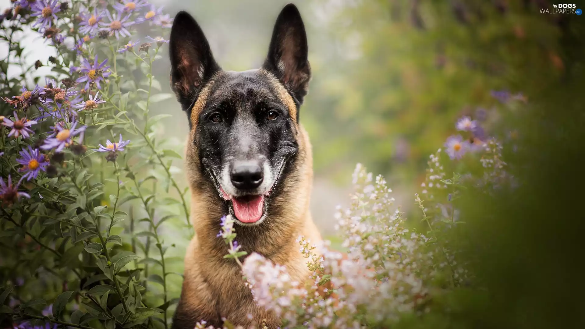 dog, Belgian Shepherd Malinois, Flowers, muzzle