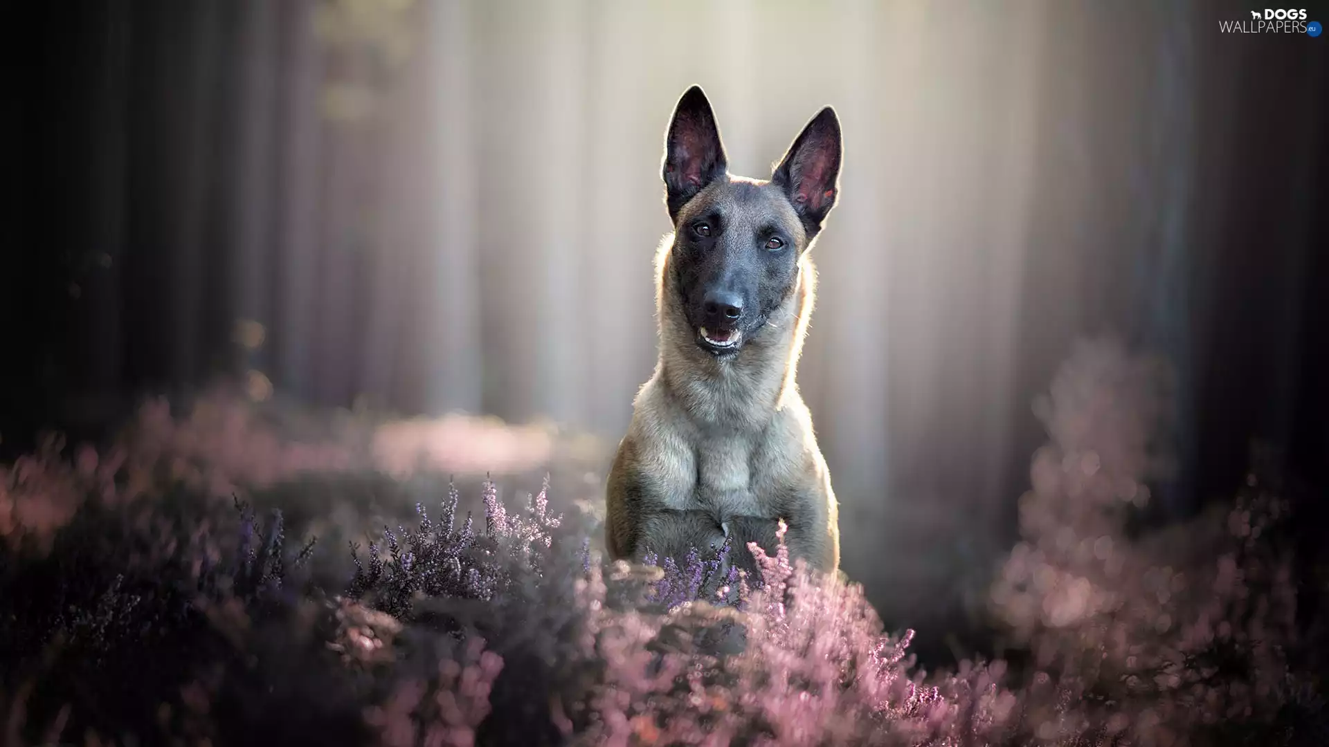 dog, Belgian Shepherd Malinois, heathers, muzzle