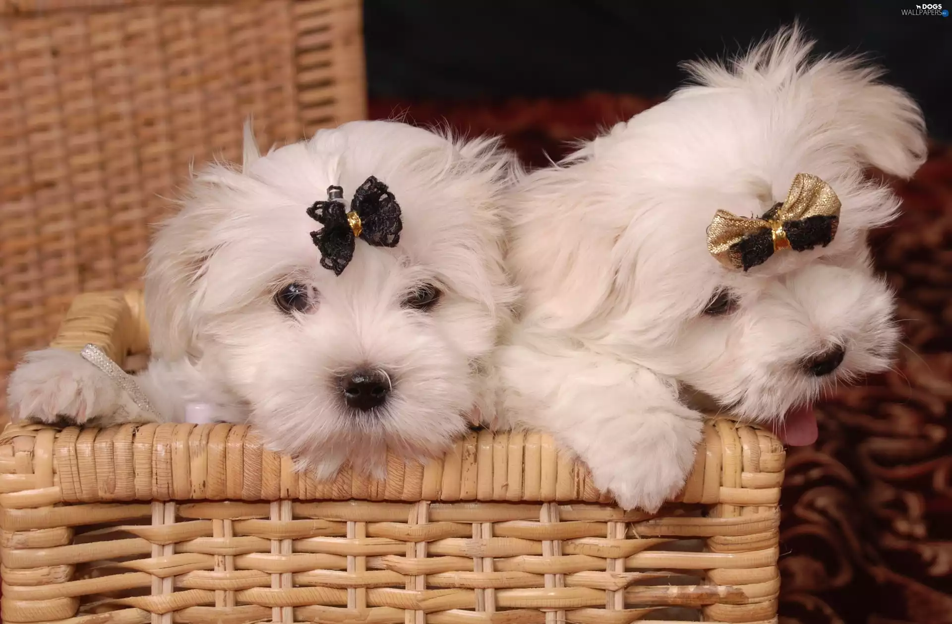 bow, Two cars, Maltese, Maltese, basket, Puppies