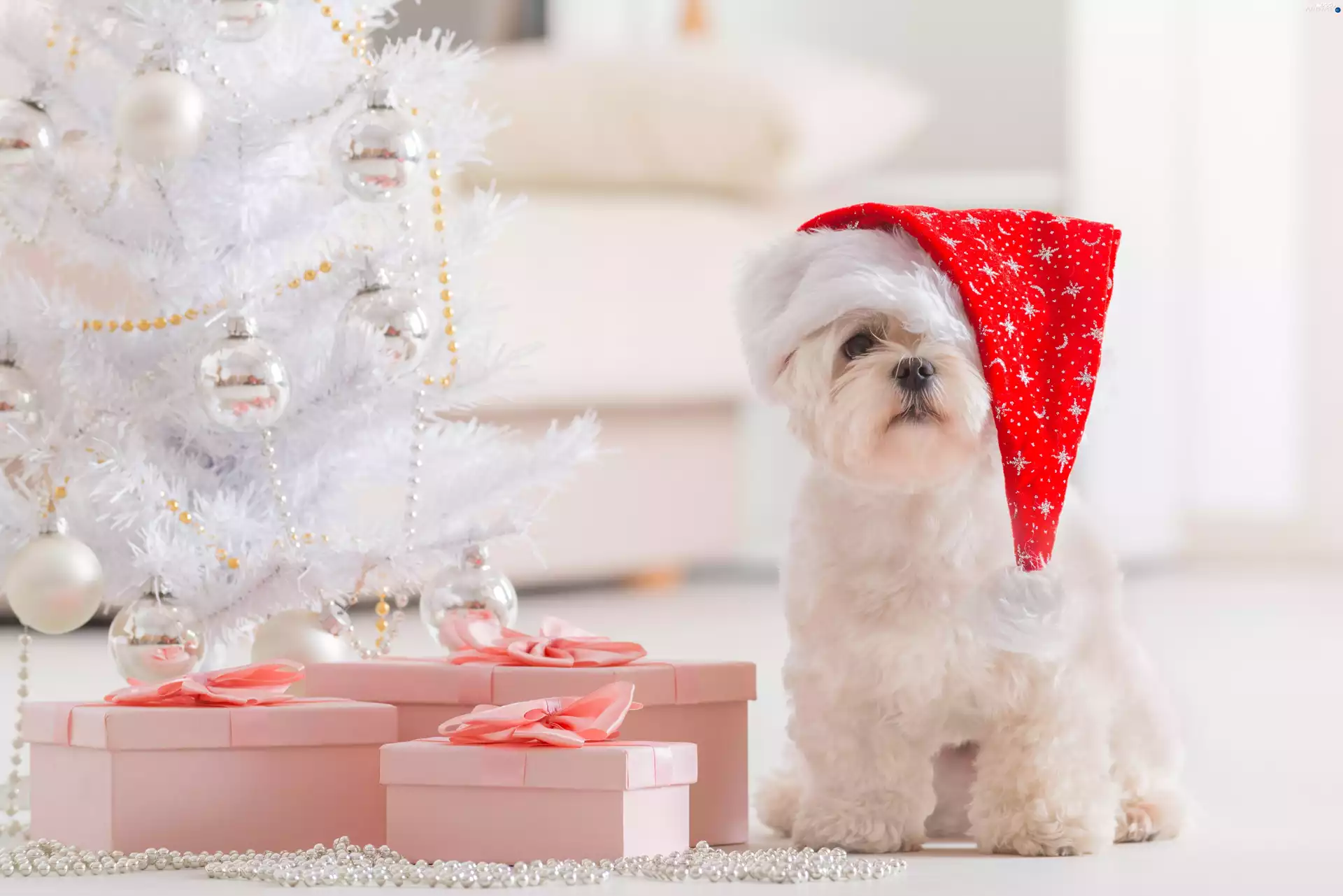 christmas tree, gifts, Maltese, Christmas, dog