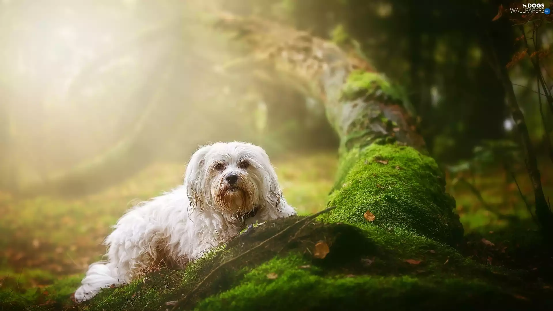 dog, mossy, trunk, Maltese