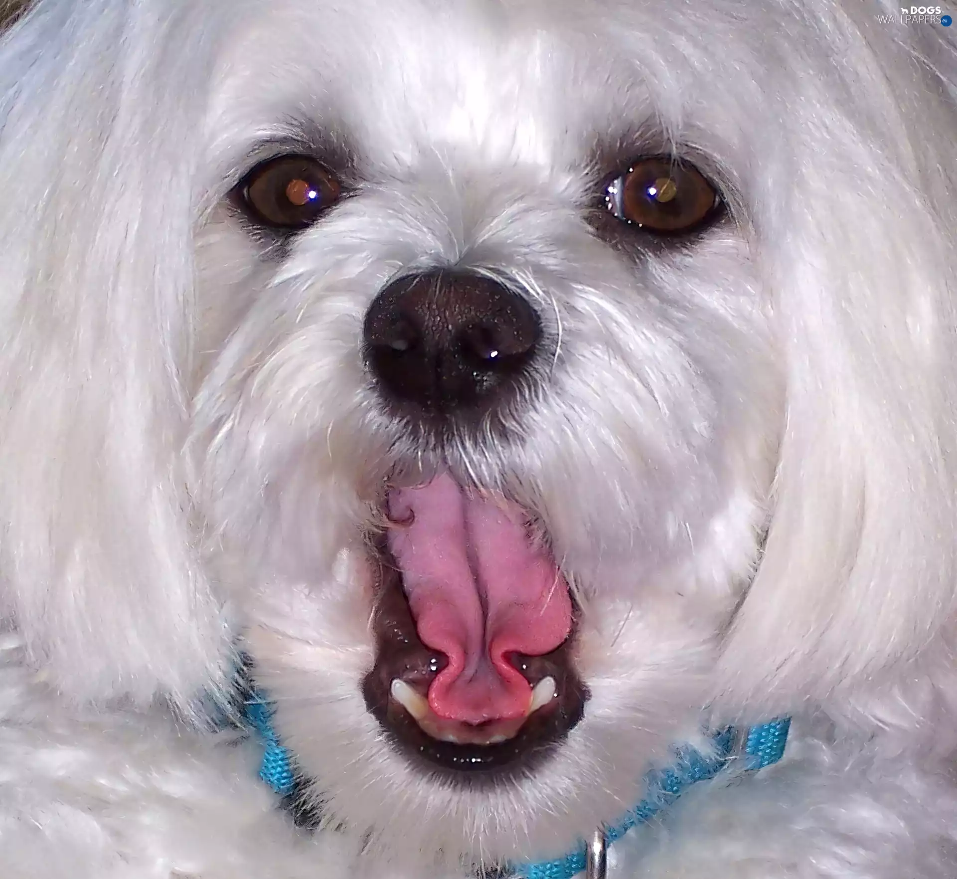 Maltese, Sweet, muzzle