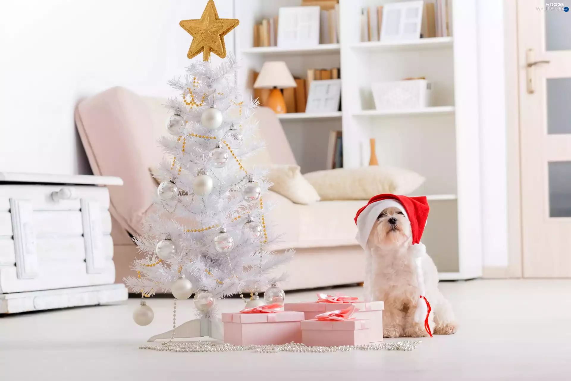 Present, christmas tree, Maltese