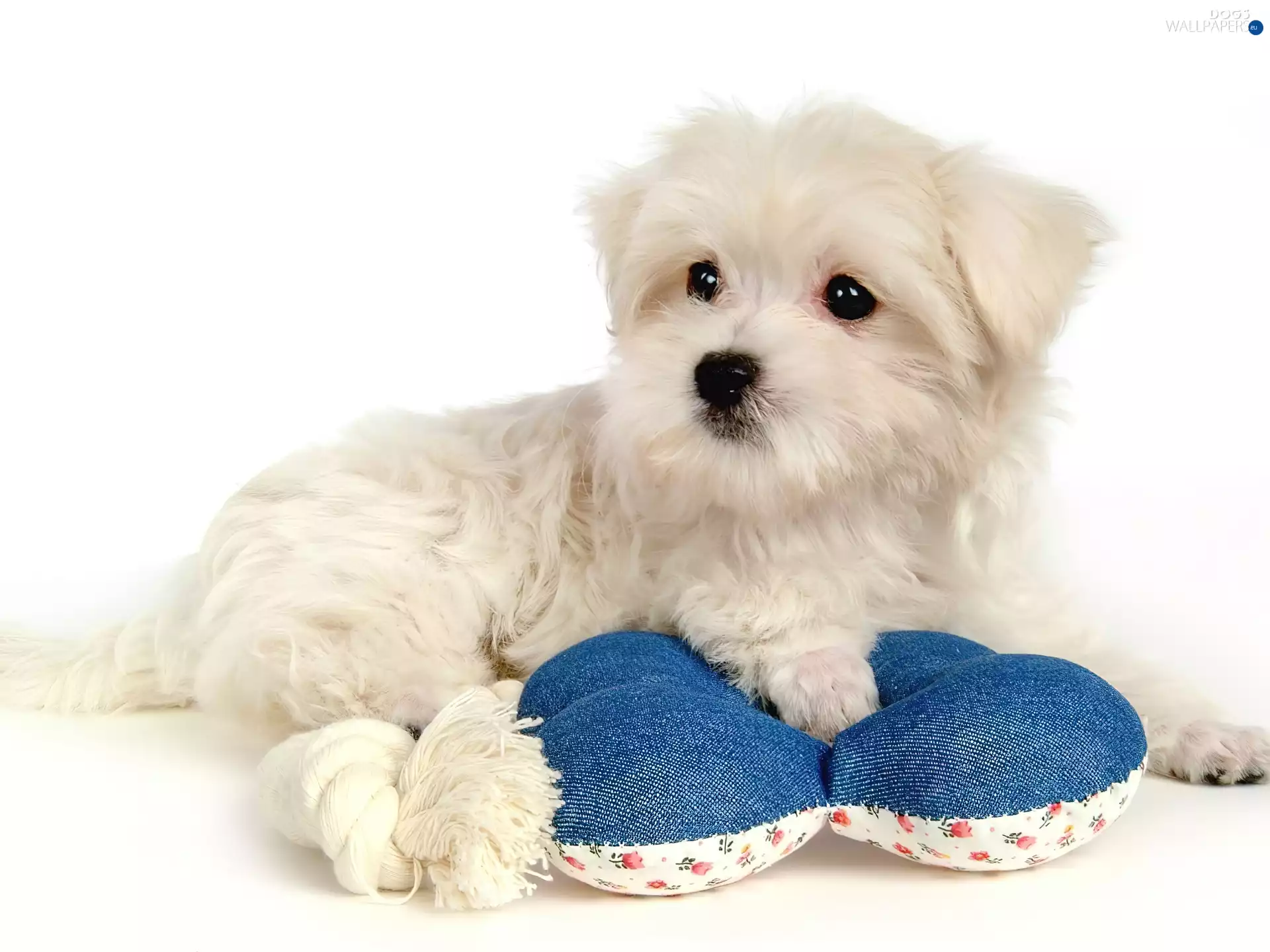 Maltese, Maltese, puppie, toy, White
