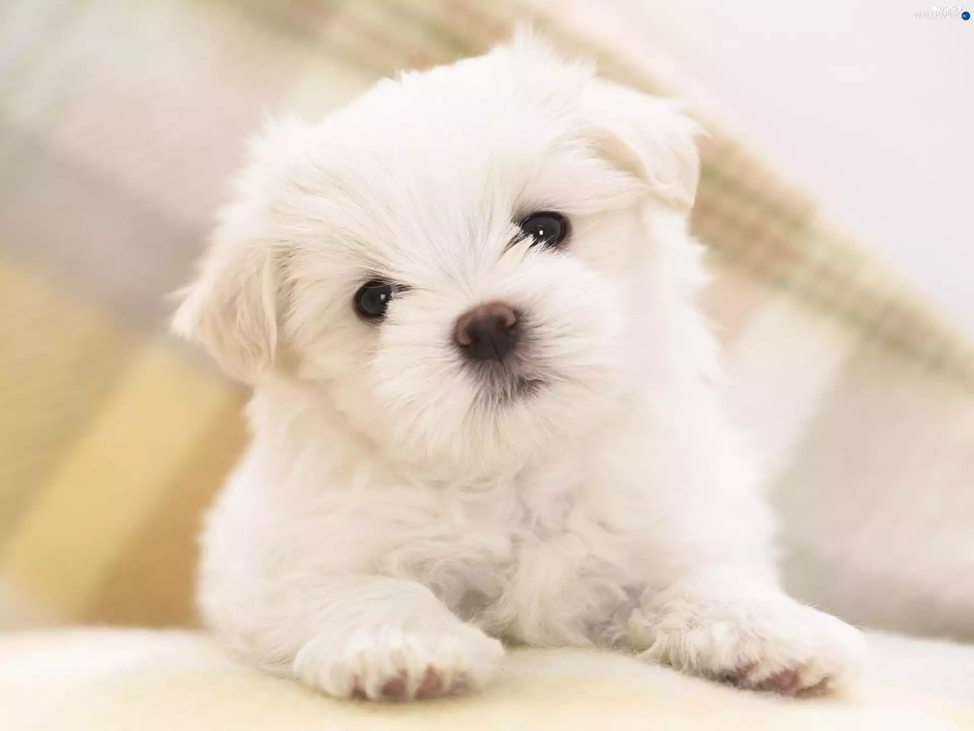 Maltese, dog, Puppy