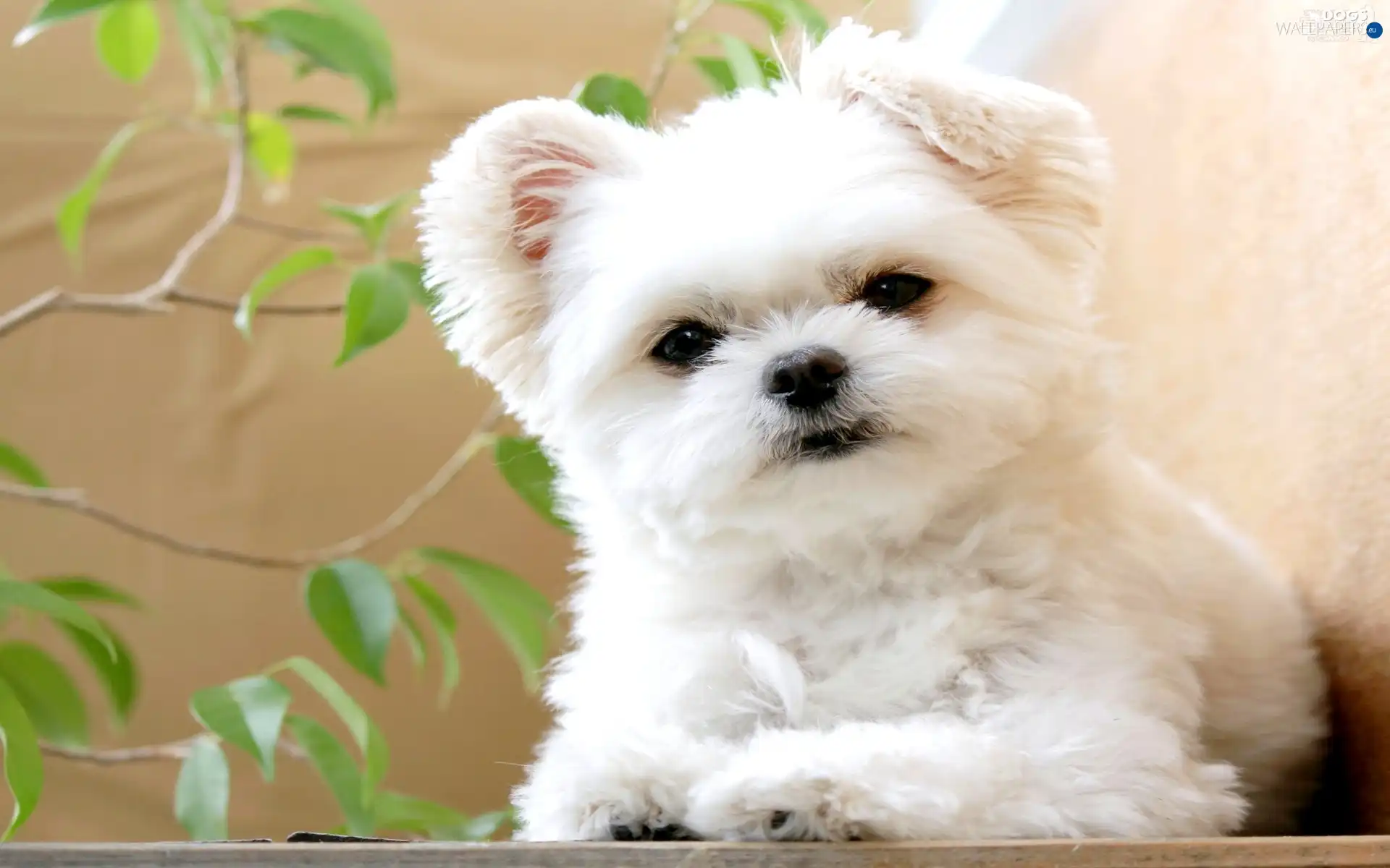 Maltese, doggie, small, White