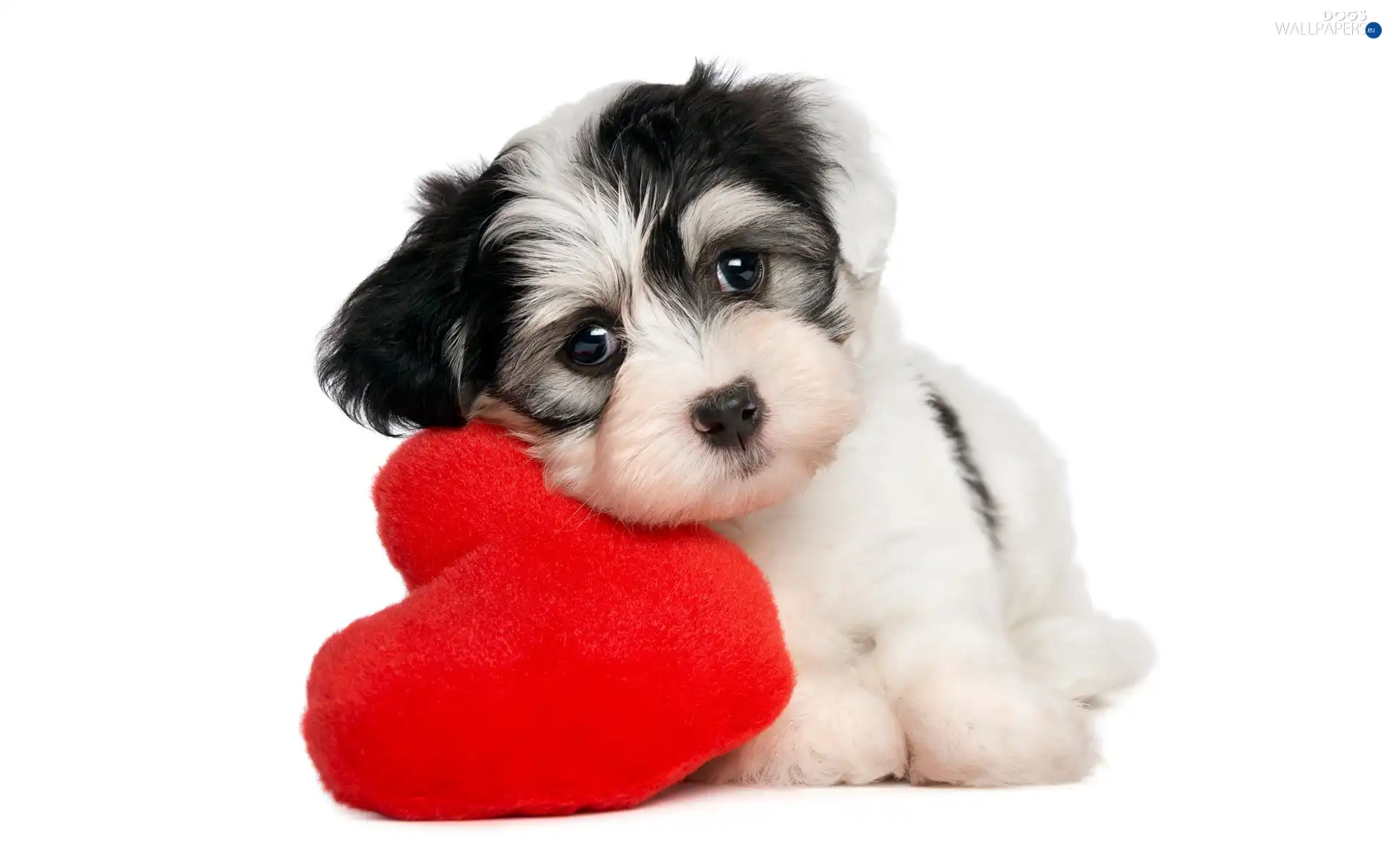 Maltese, Heart teddybear, small, doggy