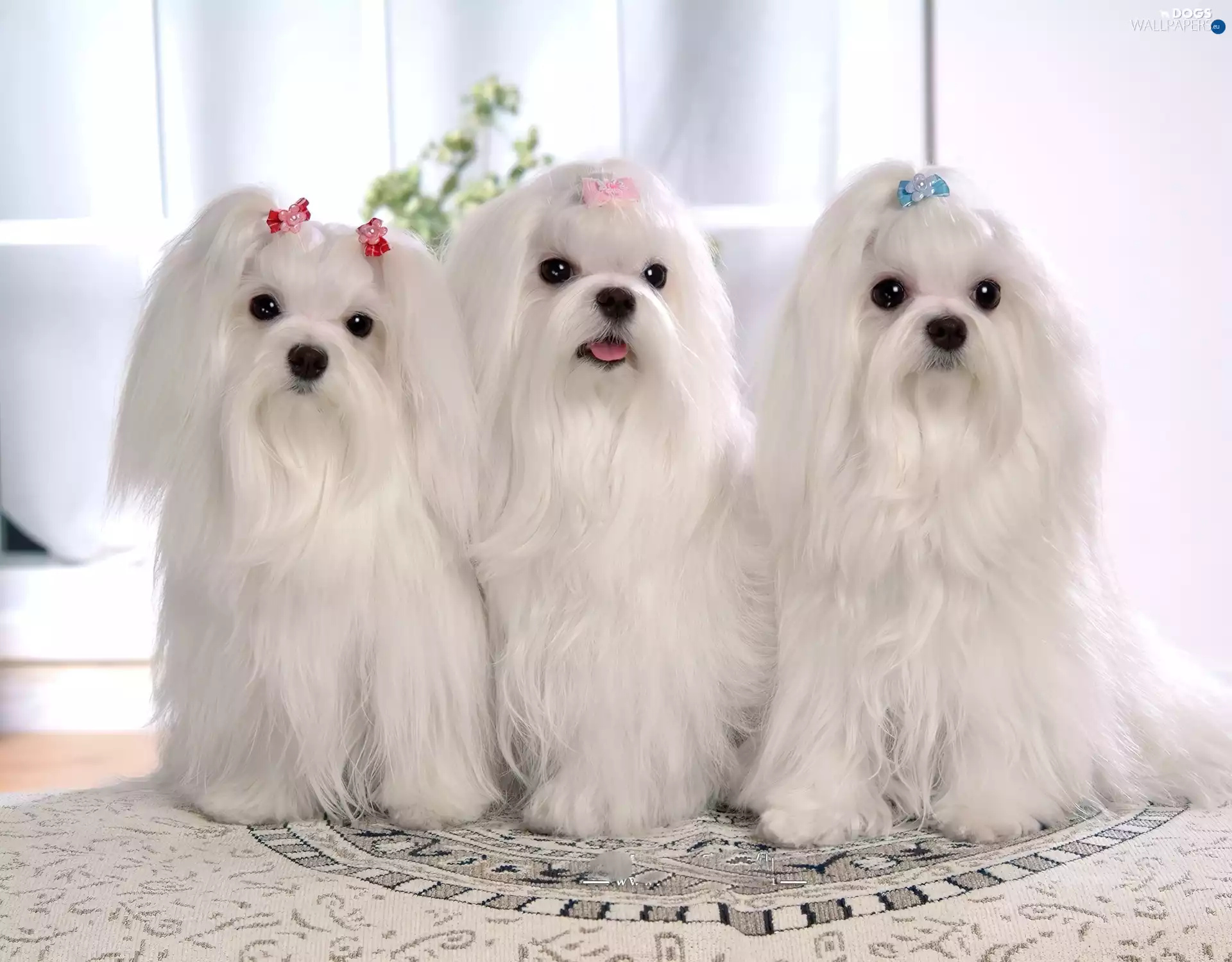 Three, White, females, Maltese