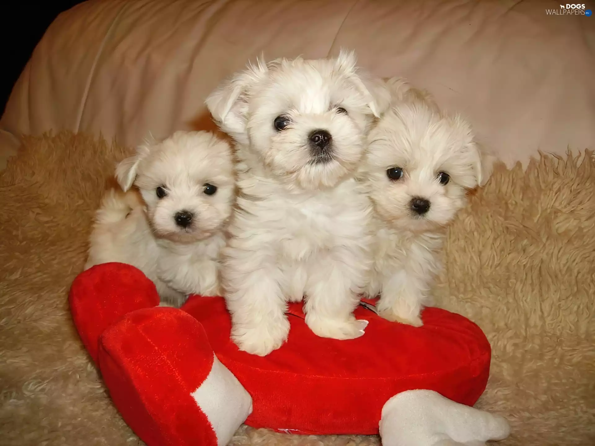 Three, Red, haunt, Maltese