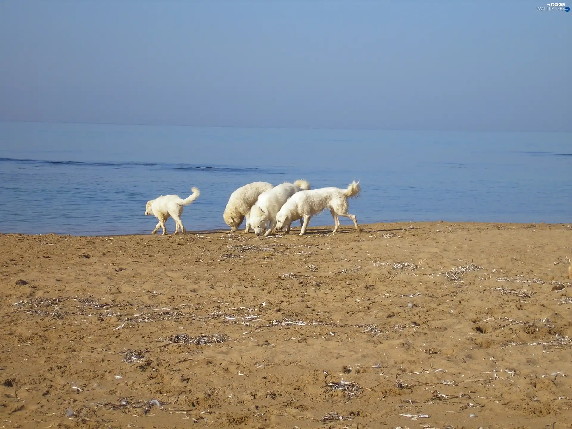 Beaches, Maremmano-abruzzese