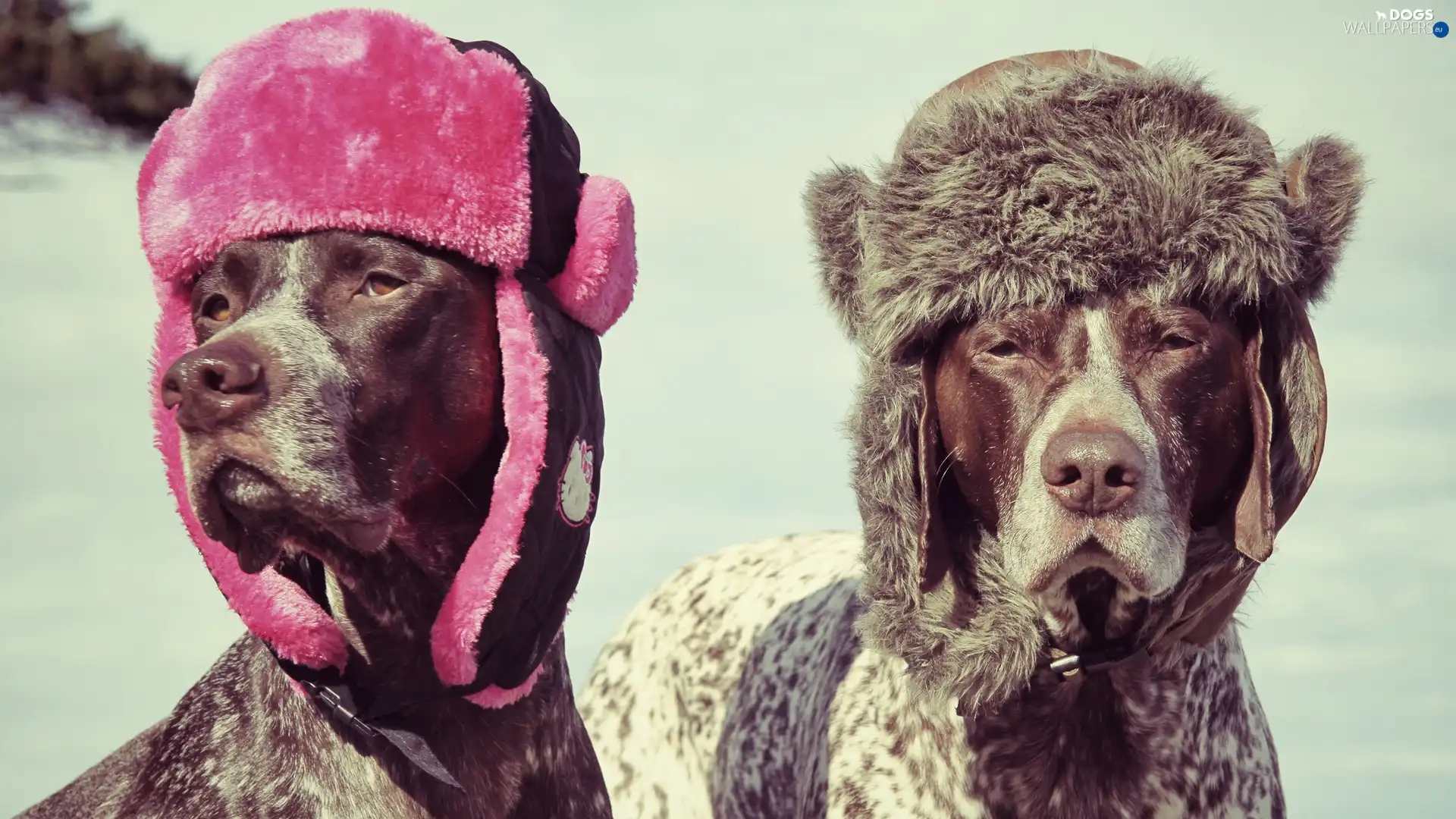 Maremmano-abruzzese, caps, Two cars, Dogs