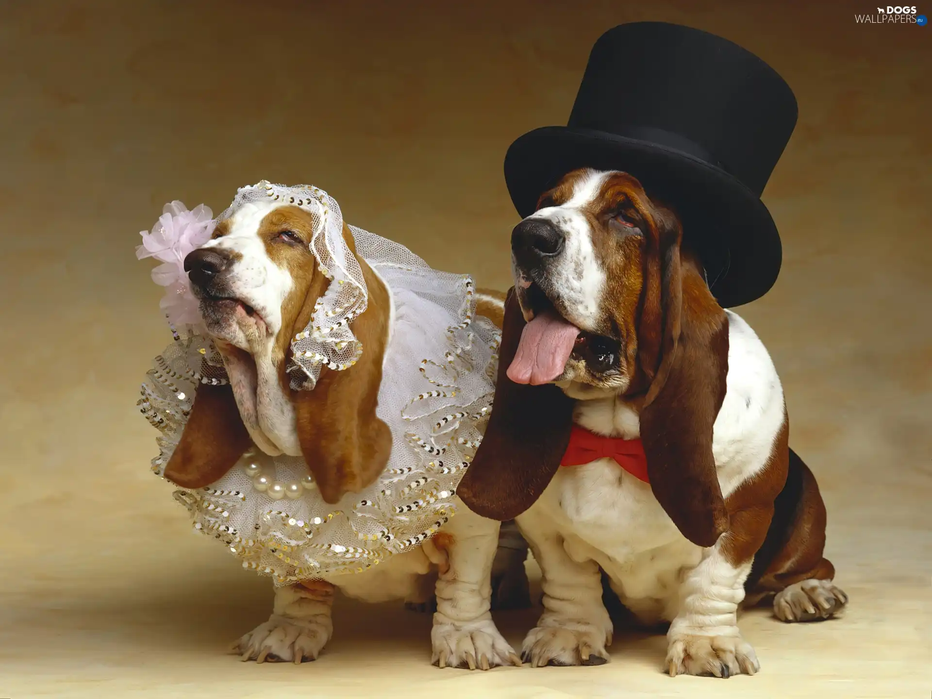 Bassets, marriage, Dogs