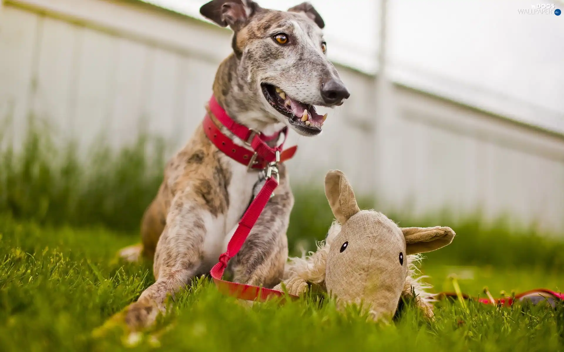 mascot, Leash, dog, grass, dog-collar