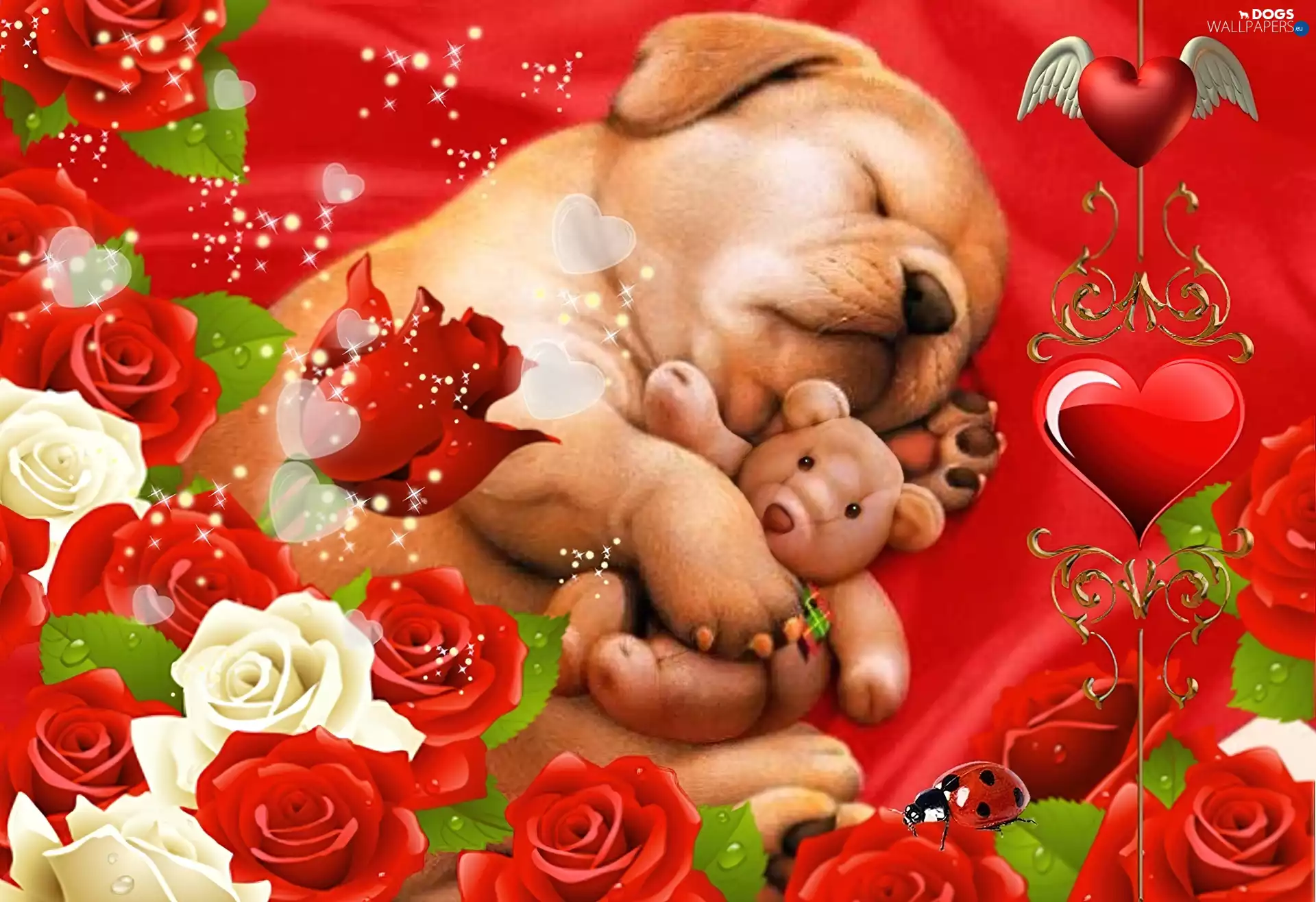 mascot, sleepy, Puppy