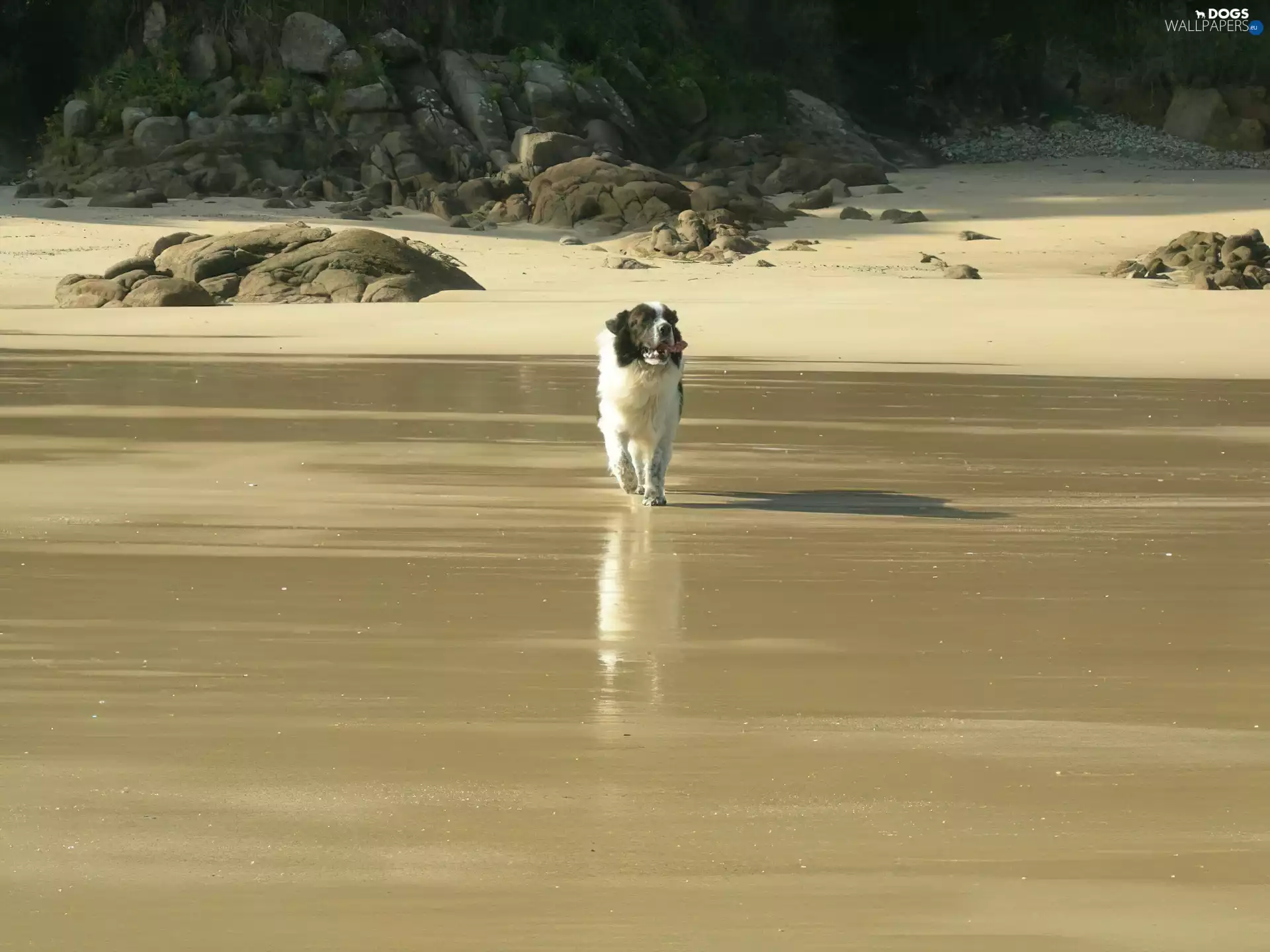 Mastif pirenejski, rocks