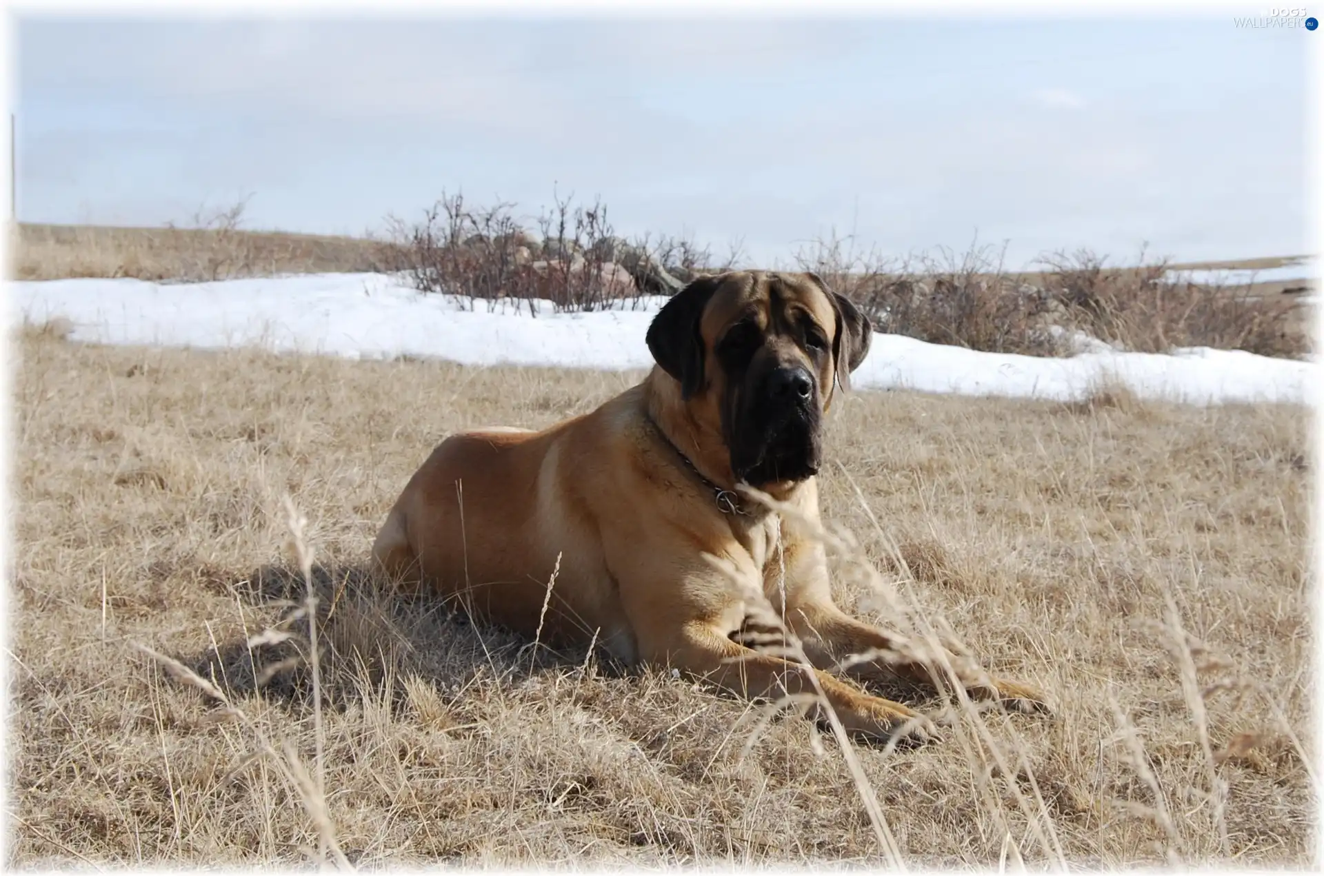 Mastiff, Meadow, English mastiff
