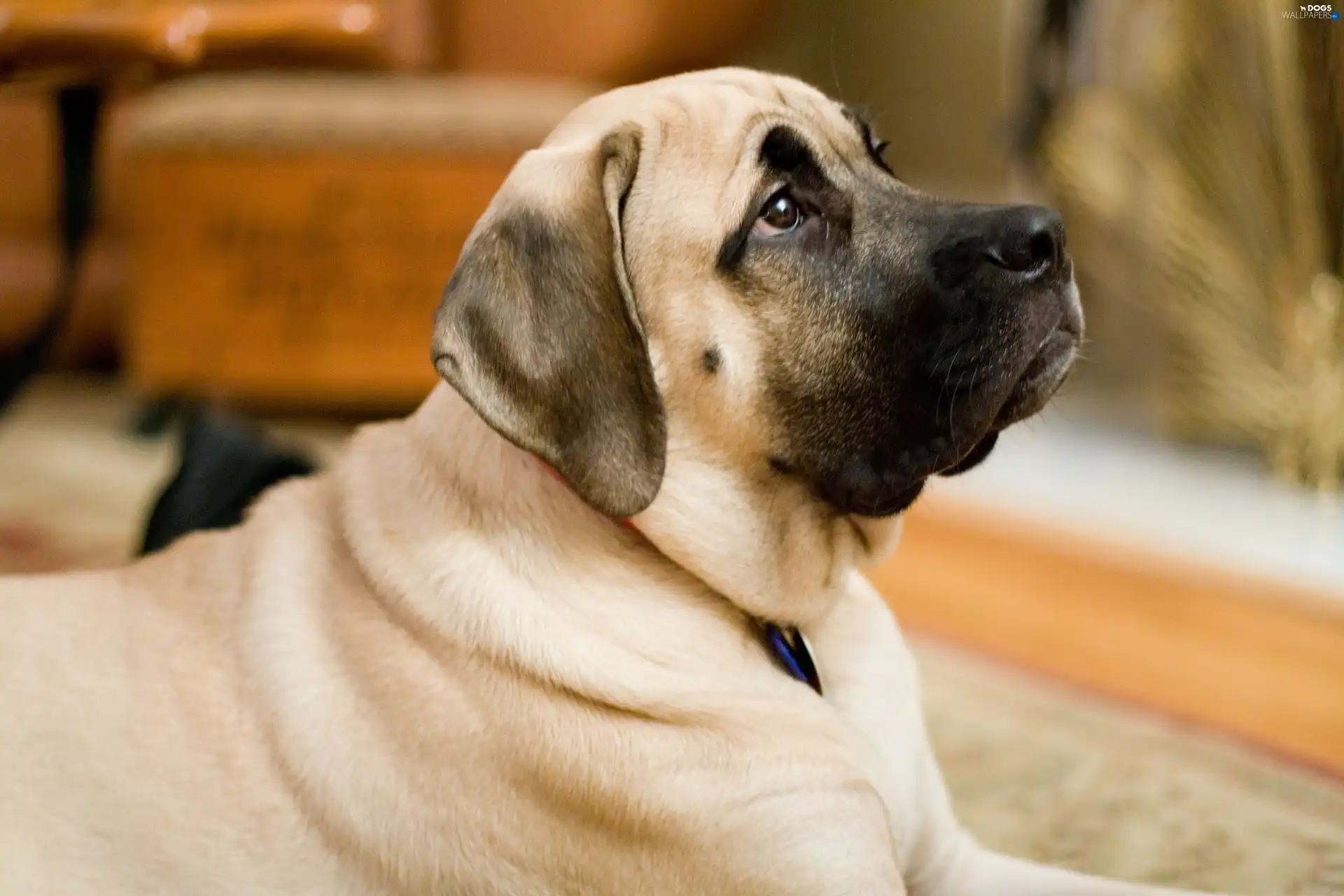 English mastiff, muzzle