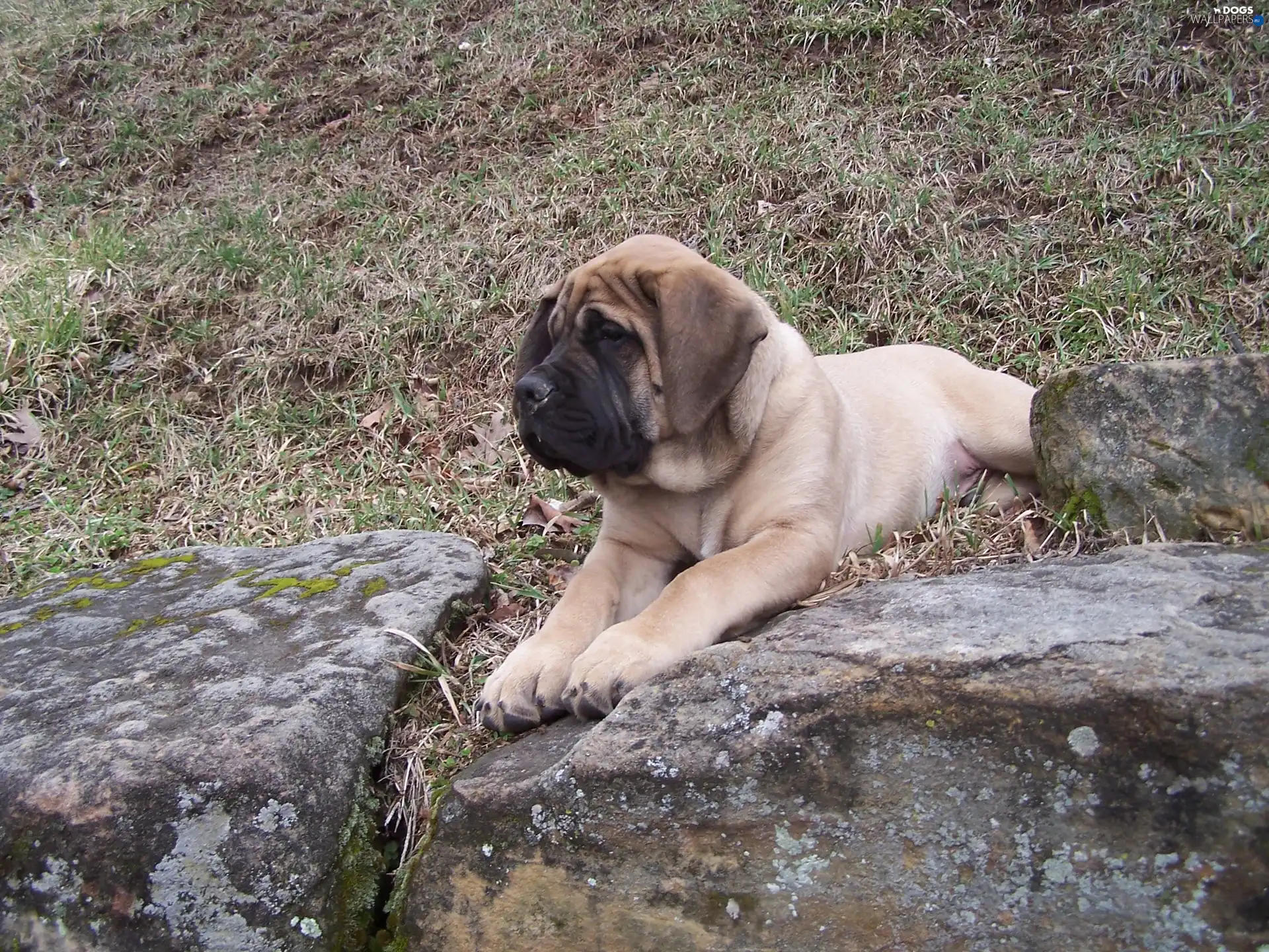Mastiff, Stones, English mastiff