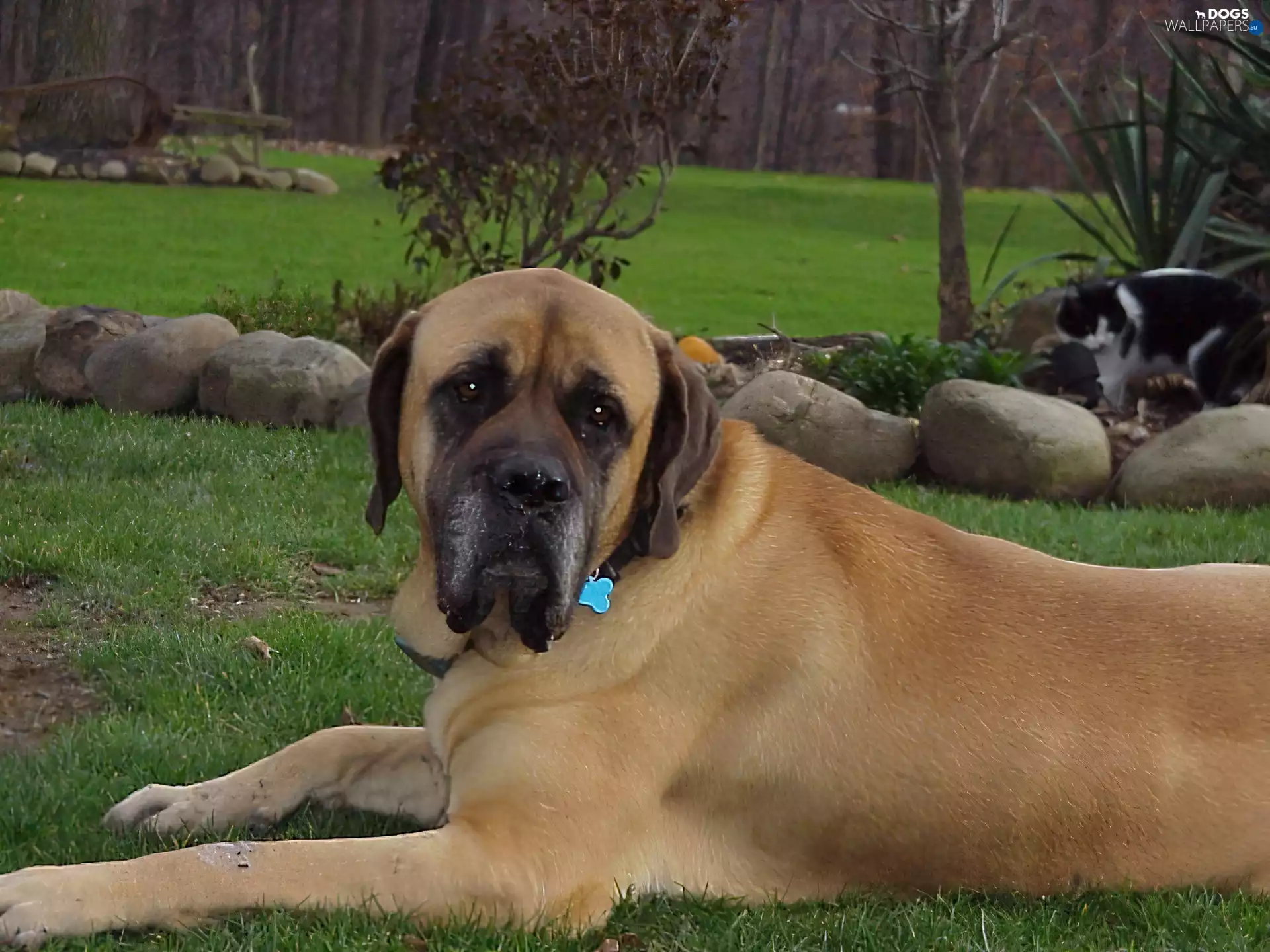English mastiff, Garden, cat, Mastiff