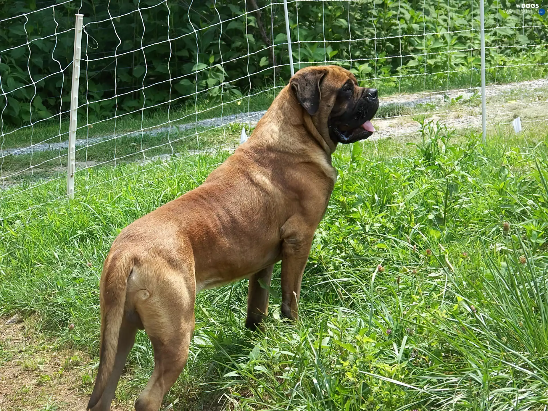 English mastiff, Green, grass, Mastiff
