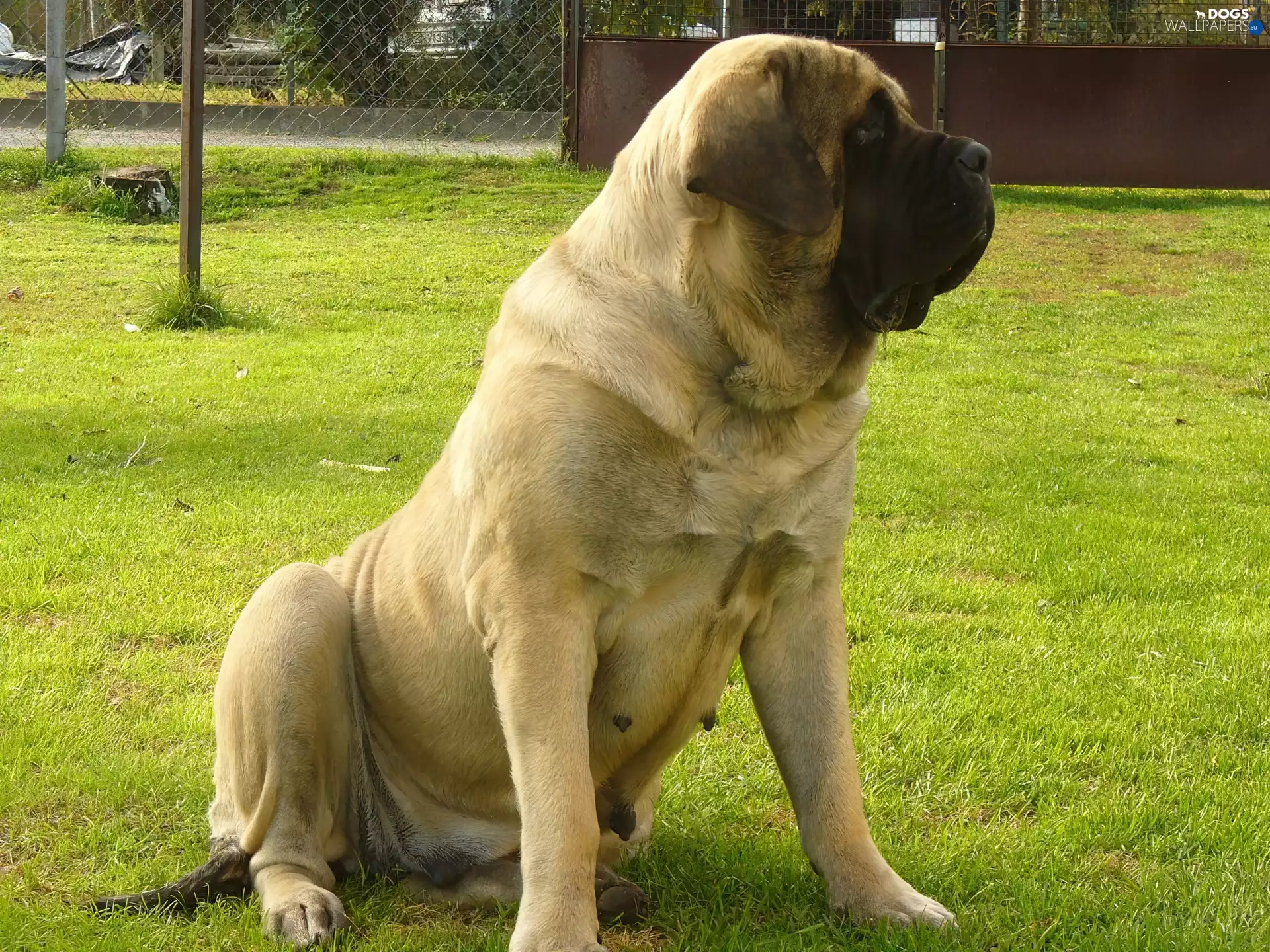 Mastiff, bitch, English mastiff